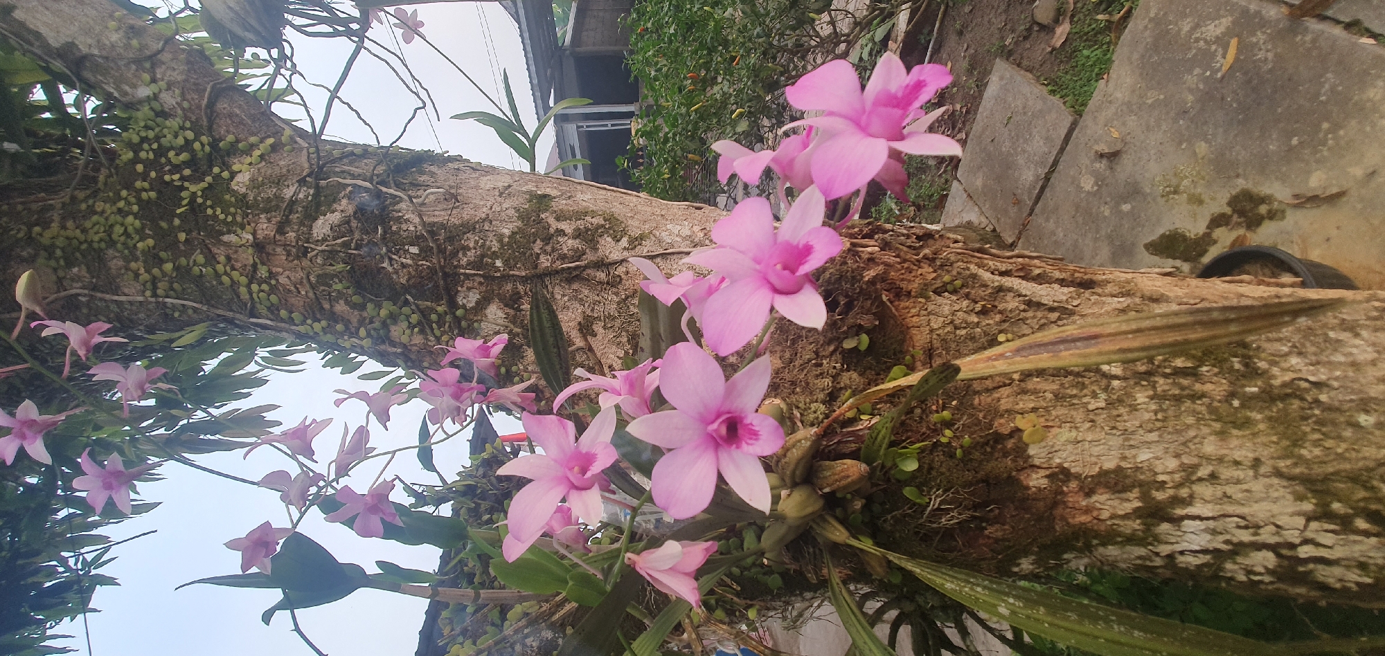 The image shows a close-up of pink orchids growing on the bark of a large tree. The tree is covered in moss and small green plants. In the background, there is a building with a corrugated metal roof and some green foliage. The ground is paved with concrete slabs and there is some grass and fallen leaves. The lighting suggests it is either early morning or late afternoon. The scene is located in Matabu, Indonesia. There are no people visible in the image.