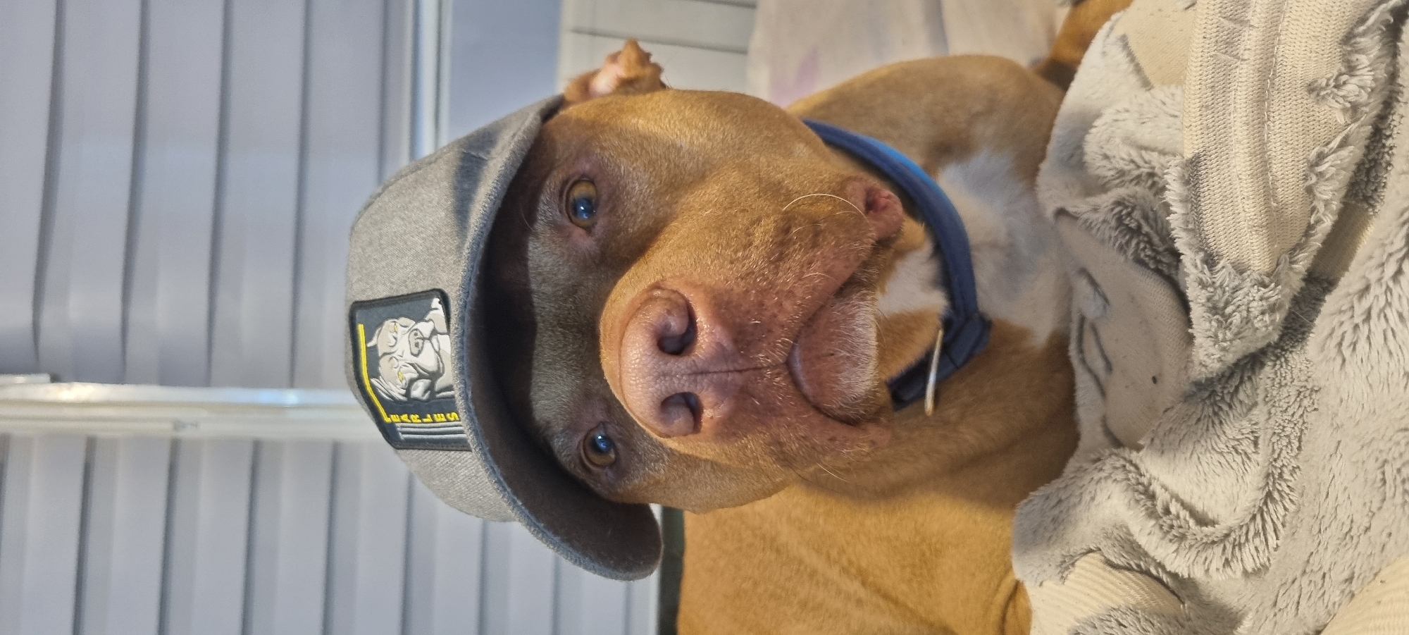 A brown dog wearing a gray hat with a patch on it is lying down indoors. The patch shows a bulldog with the word "FEARLESS" below it. The dog is wearing a blue collar. The dog's nose is pink and prominent. A gray, fuzzy blanket is partially visible in the background. The background includes vertical blinds. The location is Unknown, Unknown.