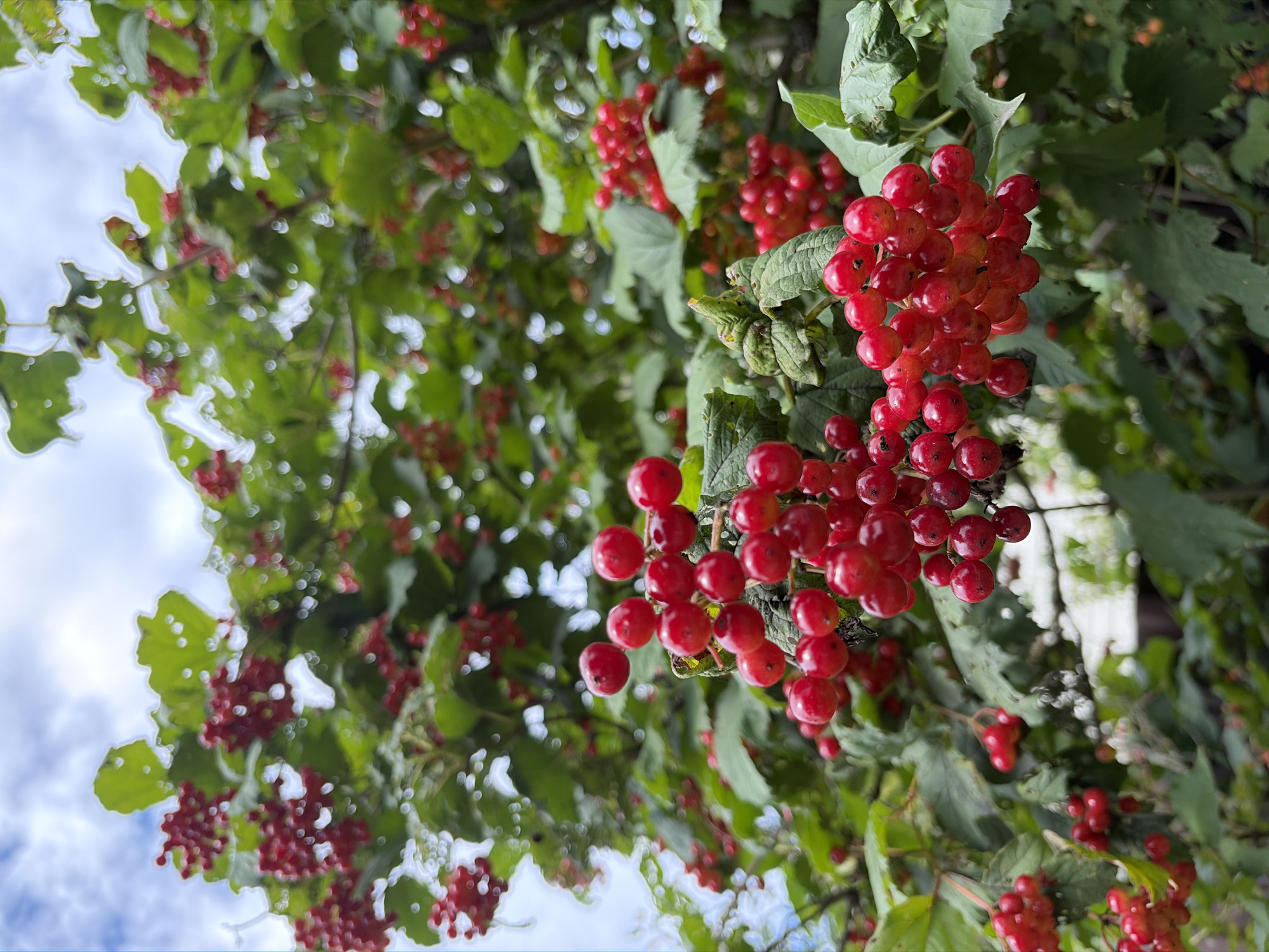 A close-up, low-angle shot shows clusters of bright red berries hanging from a green-leafed bush. The berries are round and appear ripe, with some individual berries showing a slight sheen. They are densely packed into bunches, some of which are in sharp focus while others are slightly blurred. The leaves of the bush are a vibrant green and are visible in various stages of focus throughout the image. The background consists of more foliage and hints of a pale blue sky with scattered clouds, suggesting an outdoor, natural setting likely within the city of Keramik SNT (Belaya), Russia. The overall lighting appears to be natural daylight, possibly overcast, as there are no strong shadows.