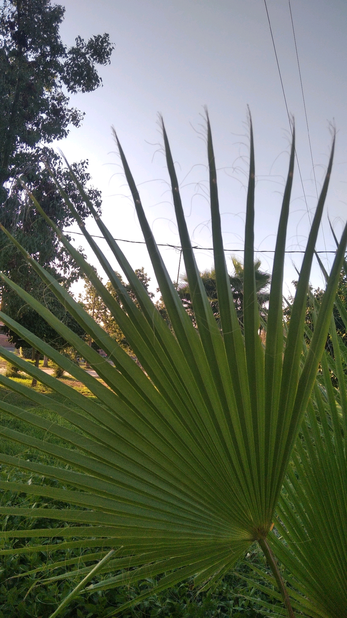 This is a photograph taken outdoors during the day, likely in Marrakesh, Morocco. The image features a large, green palm frond prominently in the foreground, angled from the bottom left towards the top right. The frond is composed of numerous long, thin, segmented leaves radiating outwards. In the background, various trees with green foliage are visible, suggesting a park or garden setting. The sky is a pale blue with some faint white wispy lines, possibly clouds or light trails. Power lines are visible stretching across the upper portion of the image. The overall impression is one of natural scenery with man-made elements.