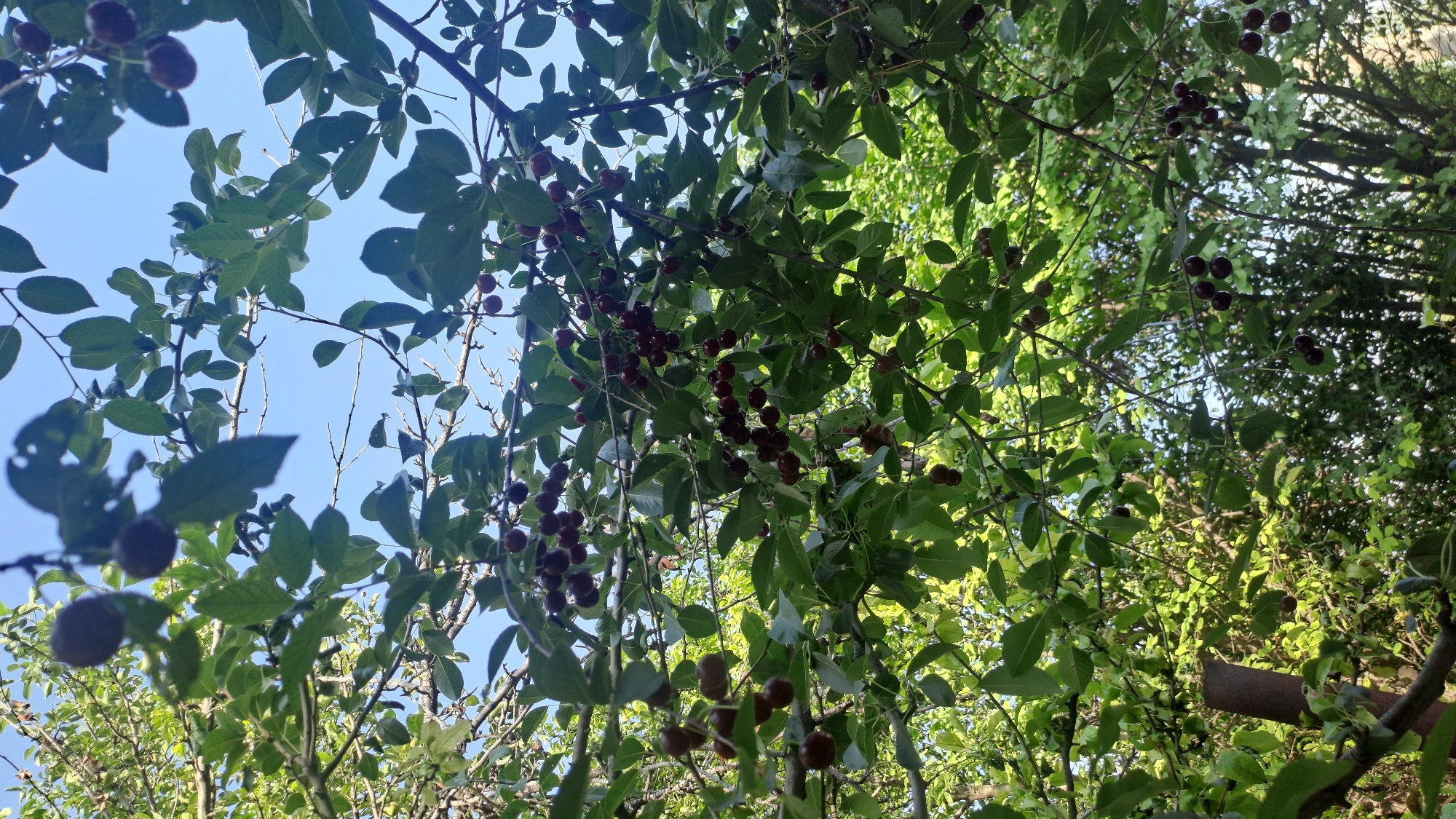This image shows a low-angle view looking up into the branches of a cherry tree laden with ripe, dark red cherries. The leaves are a vibrant green, and the sky is a clear, bright blue, suggesting a sunny day, likely in the late morning or afternoon. The scene is lush and natural, with the cherry tree being the primary subject. There are no people or man-made objects prominently visible, besides what appears to be a rusty metal pole or stake on the right side of the frame, partially obscured by foliage. The abundance of cherries indicates it is likely harvest season. The overall impression is one of natural bounty and a pleasant outdoor setting, possibly in a rural or garden environment. The location context of Sülüktü, Kyrgyzstan, suggests a potentially arid or mountainous region where fruit trees would be valuable.
