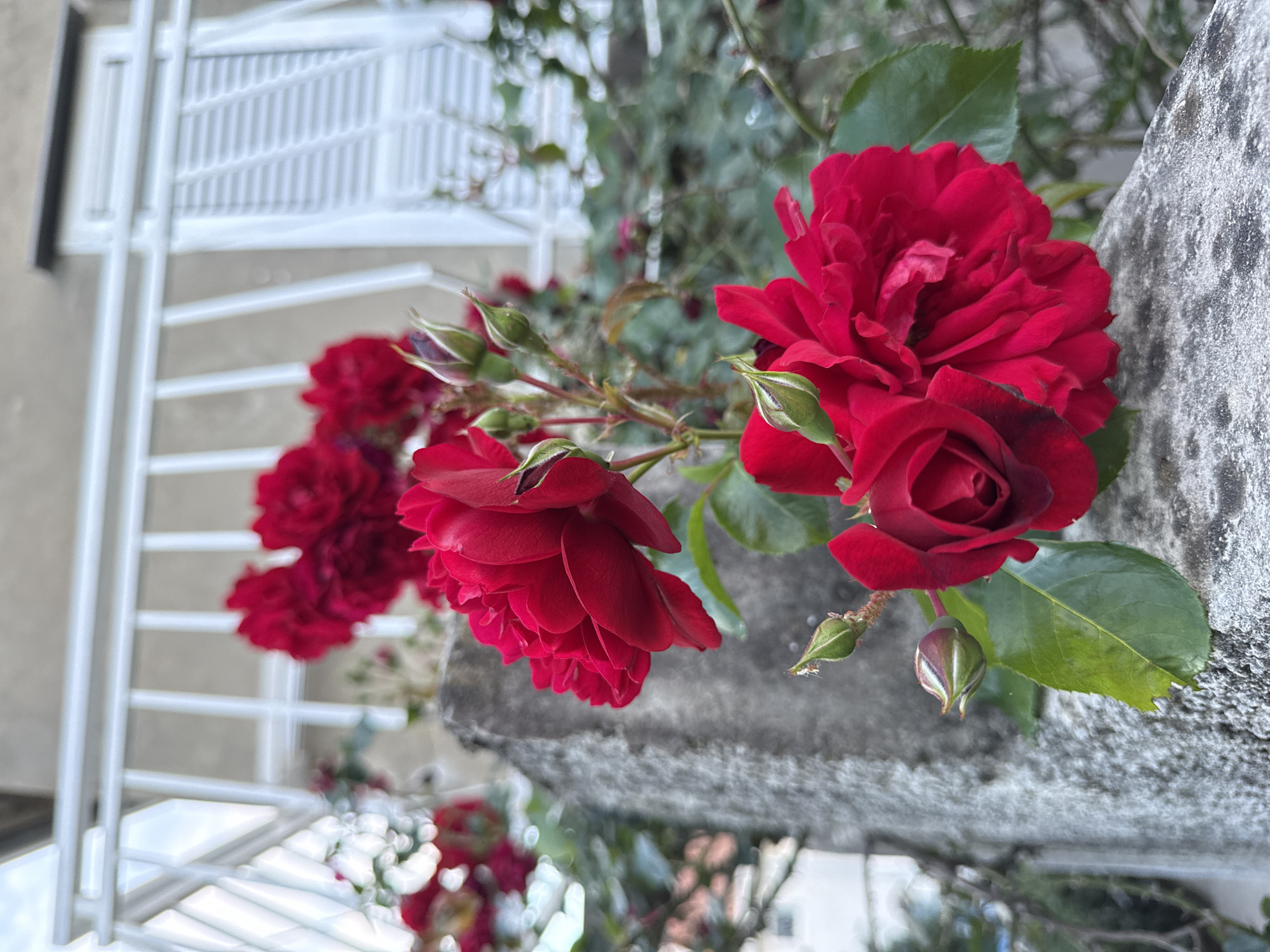 The image shows a cluster of deep red roses in full bloom and bud, positioned against a rough, grey concrete ledge. The roses exhibit multiple layers of petals. Green leaves are interspersed with the flowers. A white, metal, slatted structure is visible in the background. The location is Đenovići, Montenegro.
