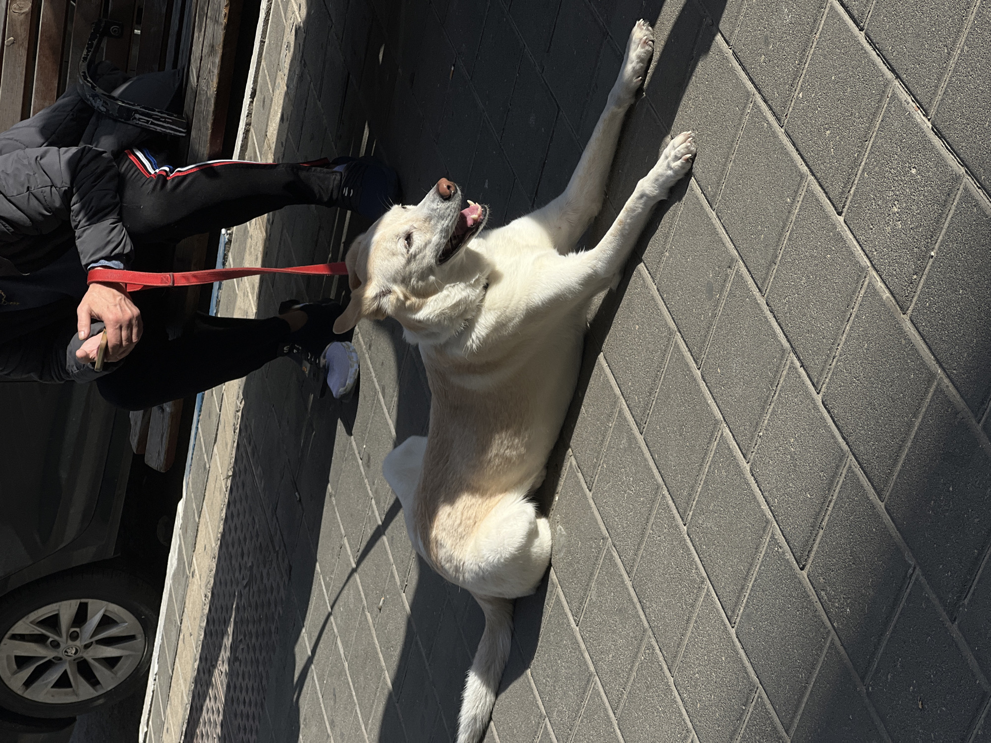 A medium shot, taken from a slightly elevated angle, shows a yellow labrador dog lying on its back on a gray brick sidewalk. The dog's head is raised, mouth open, tongue visible, as if panting or smiling. The dog is connected by a red leash to a person. The person is partially visible on the left side of the frame, wearing black pants with white and red stripes, a black jacket, and holding a mobile phone in their left hand. A car is parked nearby. The setting appears to be an urban environment, possibly a street in a city. The photo was taken on a sunny day with strong shadows. The scene suggests it is possibly Tel Aviv, Israel.