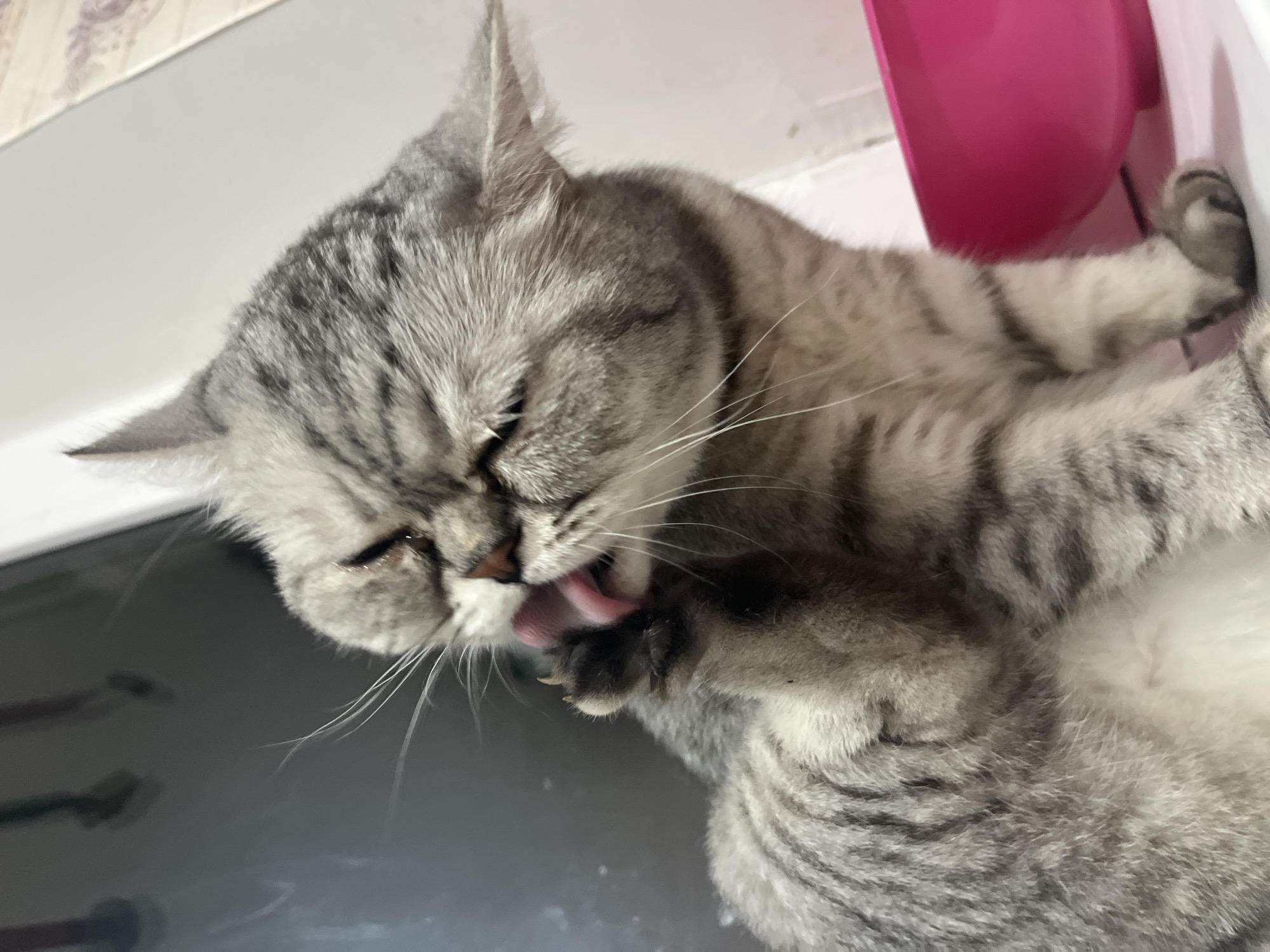 A gray tabby cat is grooming itself on a black surface. The cat is licking its paw with its tongue extended. A pink object is visible in the upper right corner. The location is unknown, with no indication it is specifically in Chaikovsky, Russia.