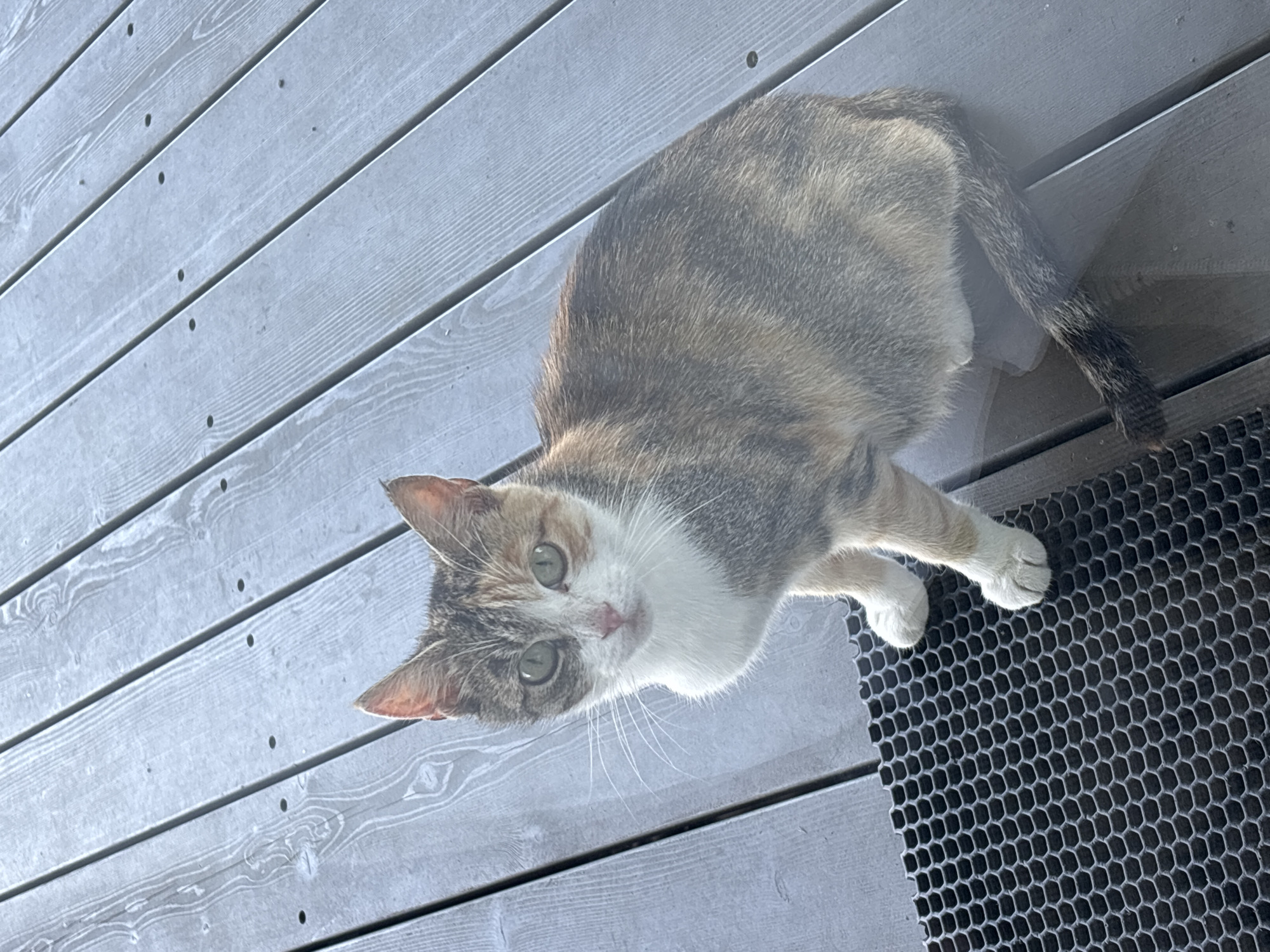 A calico cat is sitting on a wooden deck, possibly in Zvenigorod, Russia. The cat is facing the camera with its green eyes wide open. Its fur is a mix of orange, black, and white, with a white chest and paws. The cat is sitting next to a black honeycomb-patterned mat. The wooden deck is made of grey planks with visible wood grain and nail holes. There are some dark smudges on the deck, suggesting it might be wet.