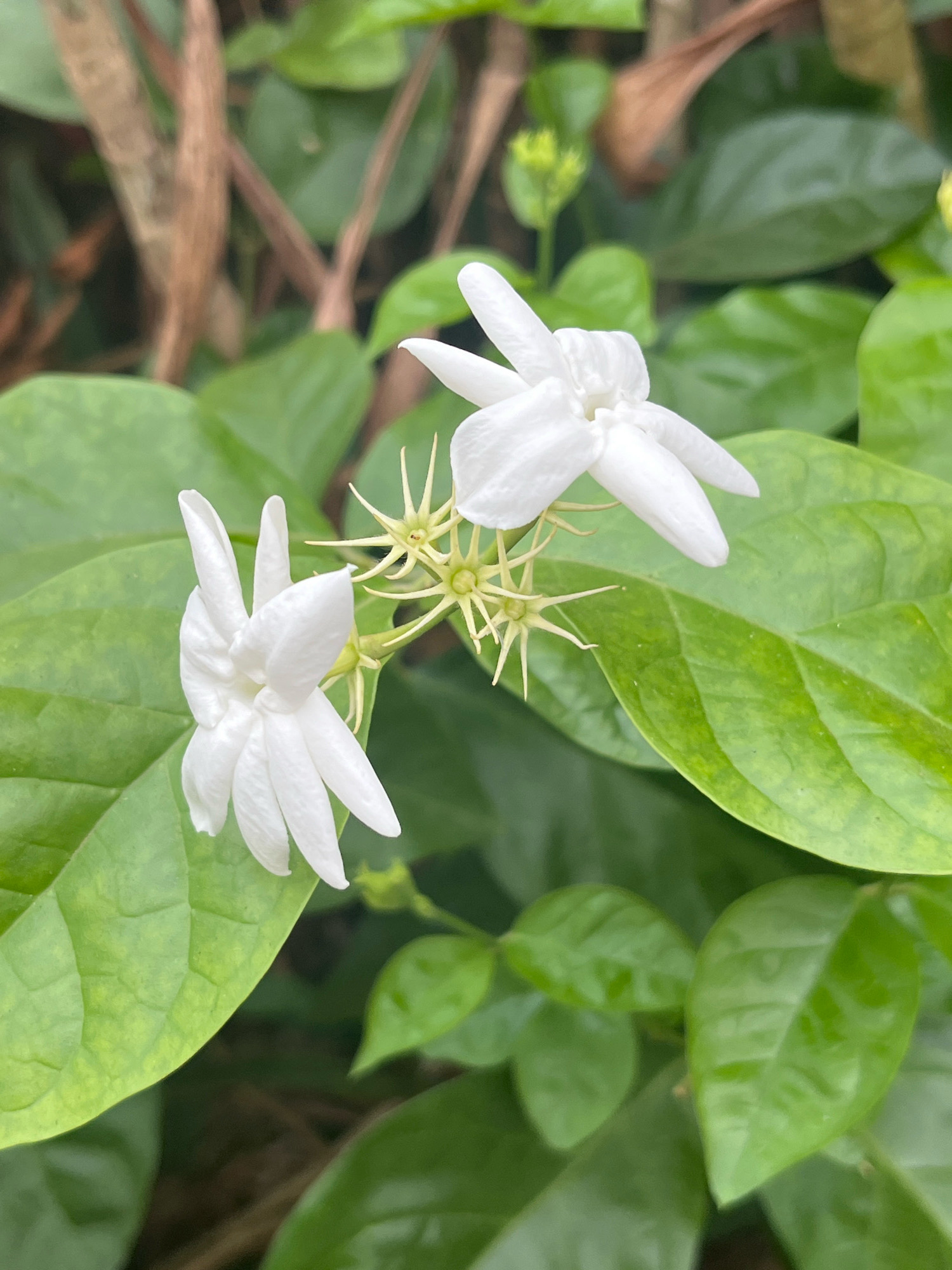 This is a close-up, eye-level, vertical, natural light photograph of two white jasmine flowers and their green buds and leaves. The flowers are the main subjects, with the left flower being more in focus and positioned in the lower left of the frame. It has multiple white petals and appears to be fully bloomed. The right flower is slightly out of focus and positioned in the upper right of the frame, also showing white petals. Between the flowers, several star-shaped green buds are visible, some with delicate, spiky points. The background consists of lush, green foliage with some areas of blur that suggest depth of field. The overall color palette is dominated by vibrant greens and the stark white of the flowers. The scene is serene and natural. This photograph was taken in Meliau Hulu, Indonesia.