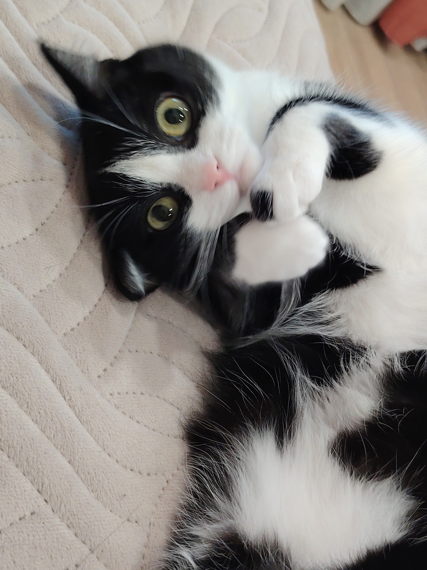 A close-up captures a black and white cat in a playful posture. The cat is lying on a textured, light-colored surface, possibly a blanket or cushion. Its body is partially visible, showing a mix of black and white fur patches. The cat has striking green eyes and a small pink nose. Its paws are curled up near its face, creating an endearing expression. The background is blurred, suggesting a shallow depth of field. The location and city are unknown.