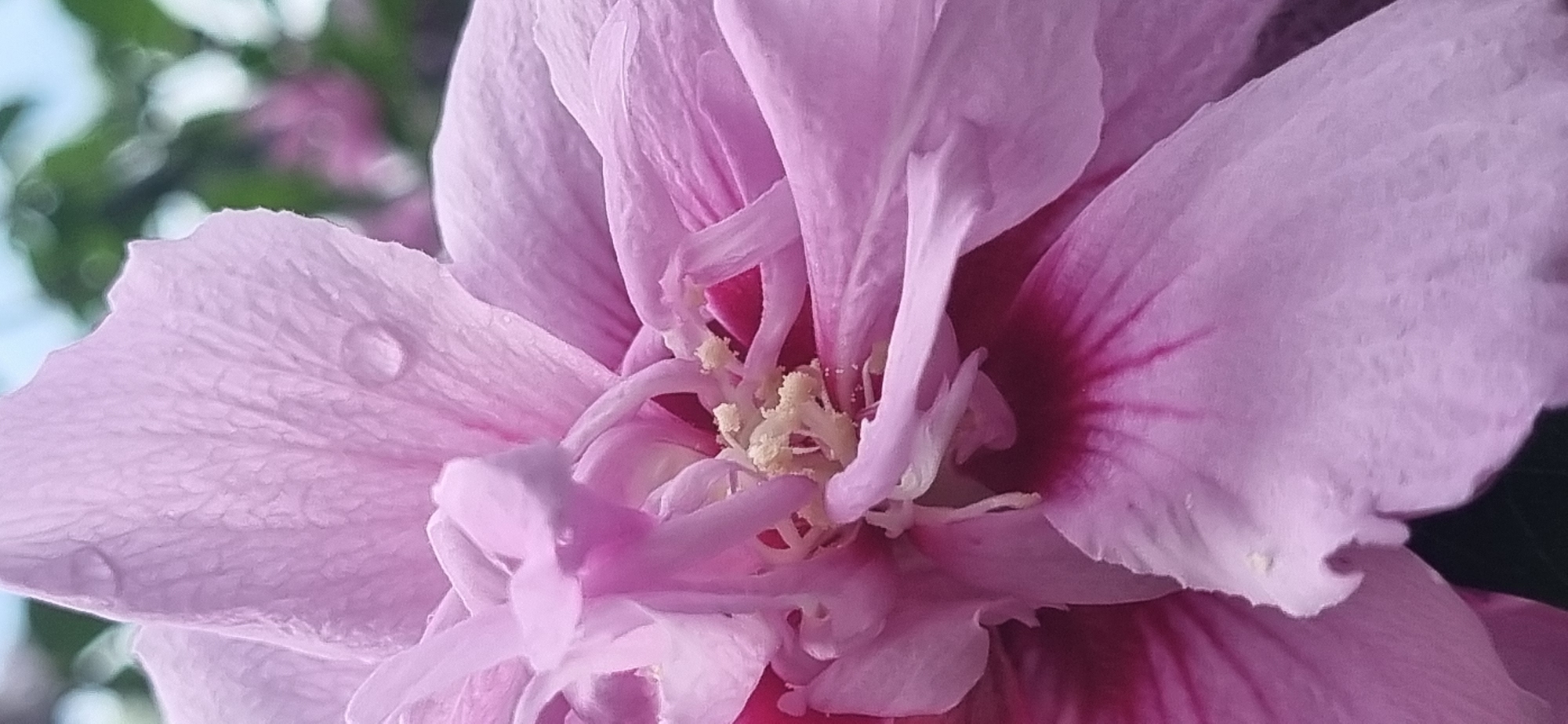 The image is a close-up, macro photograph of a delicate pink hibiscus flower. Water droplets are visible on some of the petals, suggesting it may have recently rained or been dewy. The intricate details of the flower's stamens and pistil are also prominent. The background is softly blurred, with hints of green foliage and possibly other flowers, creating a bokeh effect. The lighting is soft, highlighting the textures and subtle color variations of the petals. This image was captured in the Batumi Botanical Garden in Batumi, Georgia, a location renowned for its diverse collection of flora.