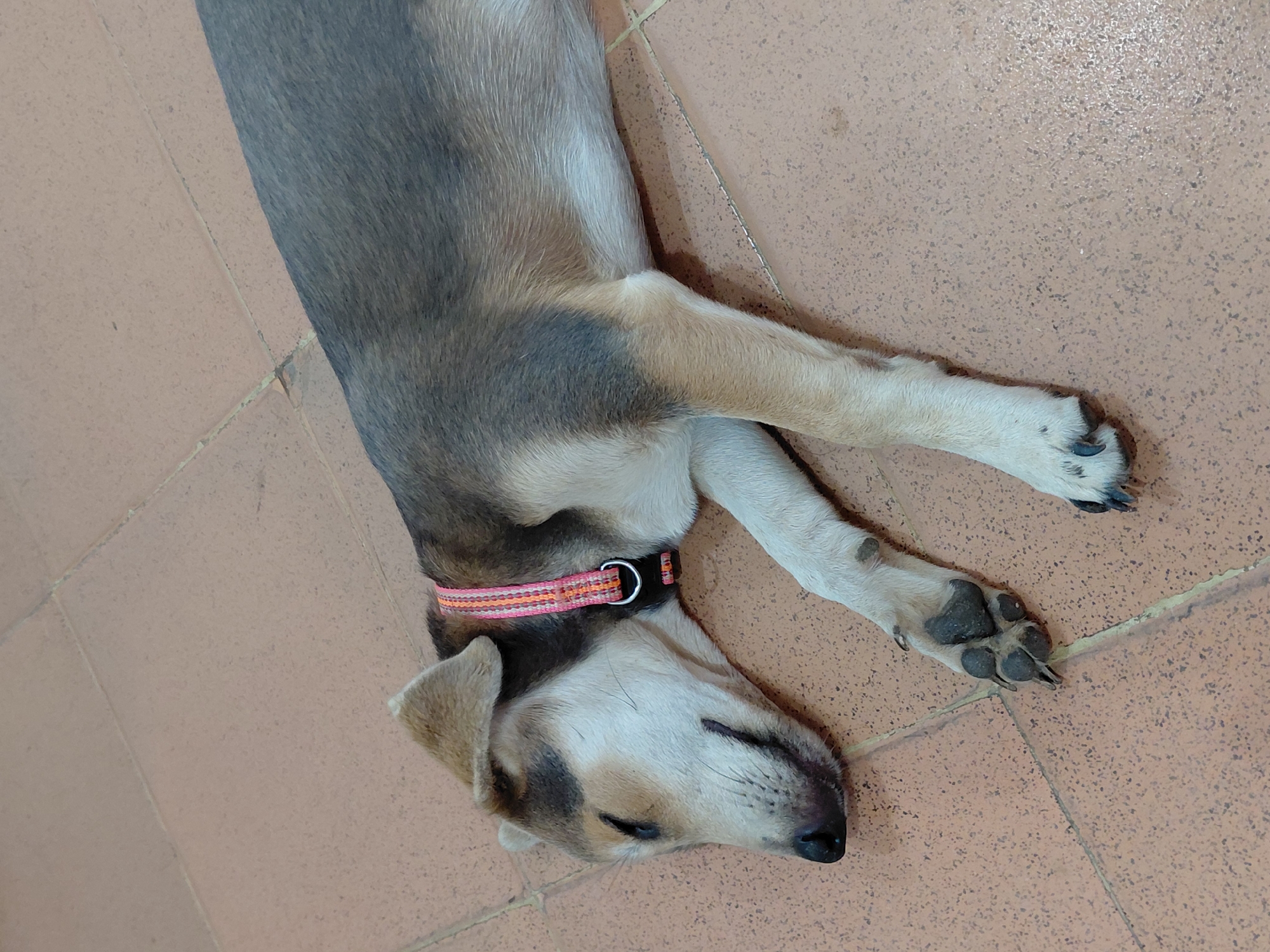 The image shows a dog lying on a tiled floor. The dog is light tan with darker gray fur on its back and shoulders. It wears a pink and orange collar. The dog is lying on its side with its eyes closed, appearing to be asleep. The location is not identifiable as Santa Ana, Venezuela, based solely on the image.
