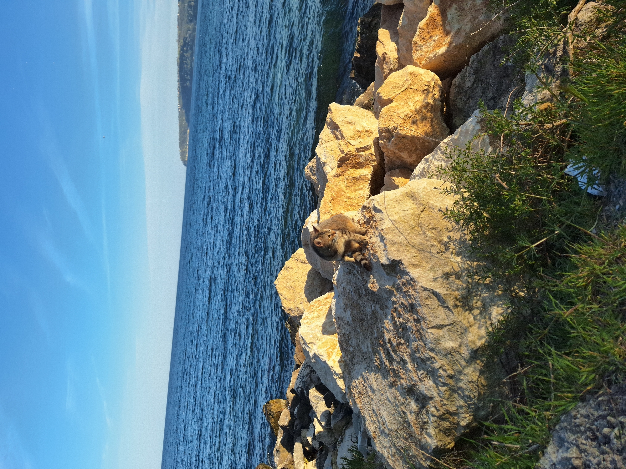 The image portrays a serene coastal scene in Varna, Bulgaria, likely captured during the golden hour of late afternoon or early morning, indicated by the warm, strong sunlight and long shadows. A wide expanse of deep blue water, showing subtle ripples, occupies the left and central parts of the frame, meeting a rugged shoreline composed of large, natural rocks on the right.
A tabby cat is the focal point, resting peacefully on a brightly lit rock in the mid-ground. The cat has distinctive brown and grey stripes, and its tail is visibly banded. It appears to be observing its surroundings, with its eyes open and directed towards the water.
The rocks vary in size and color, predominantly tan, brown, and grey, with their textured surfaces highlighted by the sun. Patches of vibrant green grass and small shrubs grow among the rocks, particularly on the far right. The sky overhead is a clear, bright blue, with only a few faint, wispy streaks. Across the water, a distant strip of land with trees and subtle hints of buildings can be seen along the horizon. A small, indistinct piece of white litter with faint markings is visible within the grass on the far right.