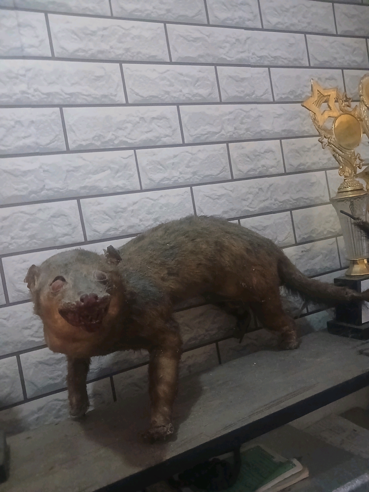 The image shows a taxidermied animal, possibly a civet or similar creature, positioned on a shelf against a white brick-patterned wall. To the right, there are two trophies. The animal has fur and is standing on all fours, with its head turned towards the viewer. Its face appears somewhat distorted, with visible teeth and what seem to be damaged or missing eyes. The shelf itself is a dark, flat surface, and beneath it, there are stacks of papers or books. The overall setting suggests an indoor environment, possibly a home or a display area. The image does not provide any specific visual cues to pinpoint its location within Banyuwangi, Indonesia.