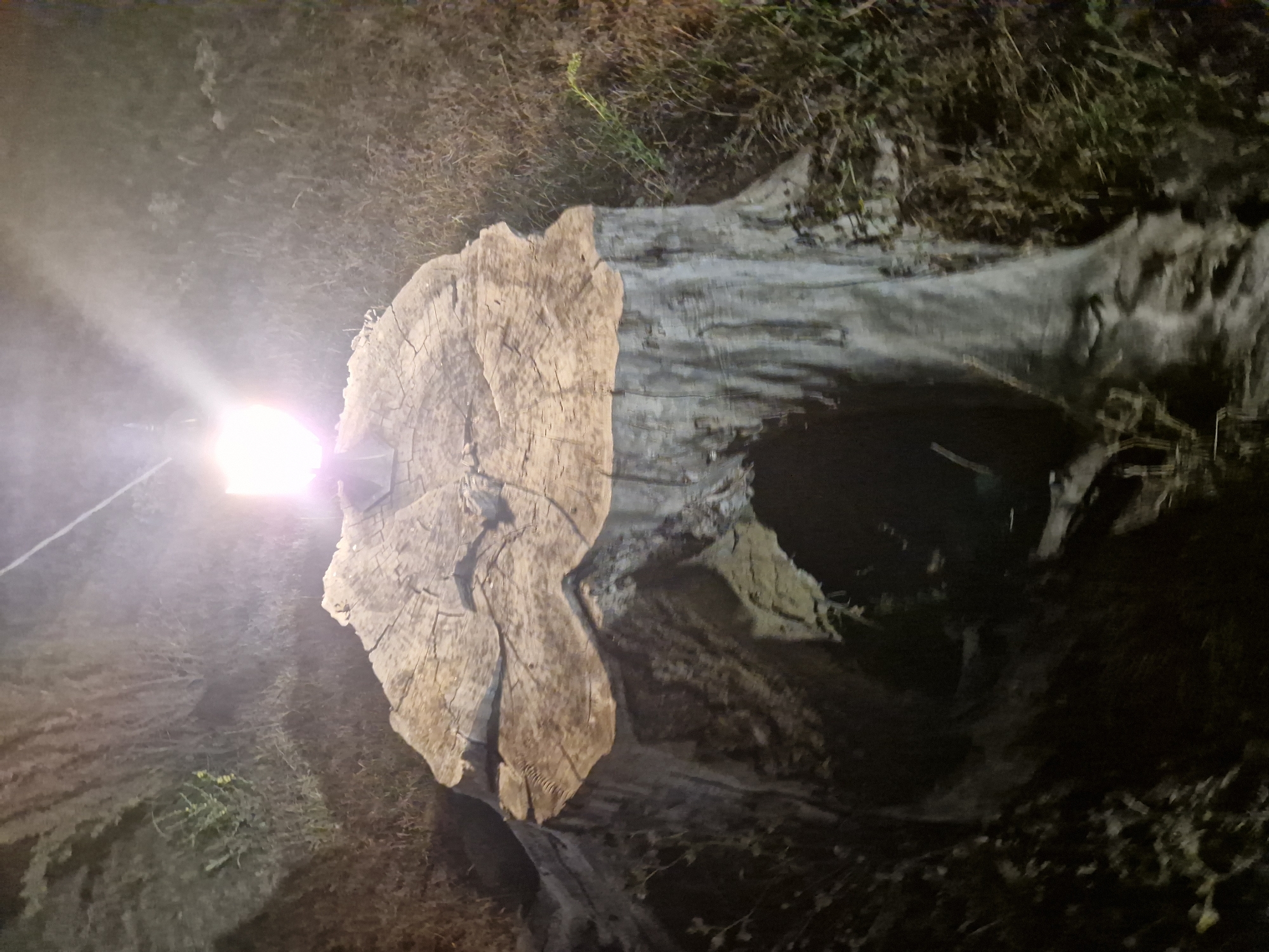 A dead tree stump illuminated by a bright light source is the central focus of the image. The stump is large and weathered, with visible growth rings on its top surface. A dark, hollowed-out opening is present on one side of the stump. The surrounding environment appears to be overgrown with dry grass and vegetation. The scene is dark, suggesting it is nighttime. The image is grainy and somewhat blurry, indicating a low-quality photograph. No people or animals are visible in the frame. The location is specified as Tankovo, Bulgaria.