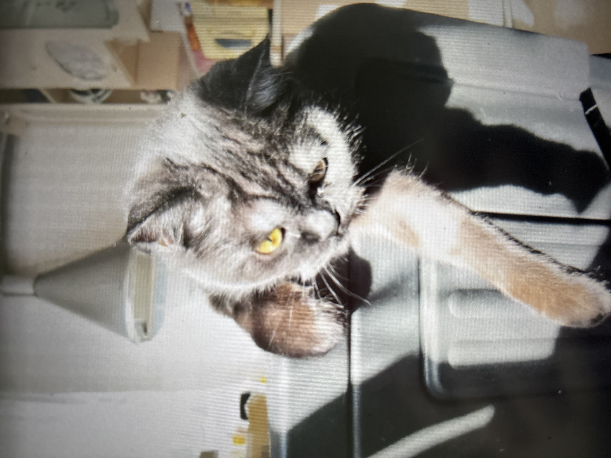 A grey tabby cat with bright yellow eyes is perched on the edge of a dark grey surface, its front left leg dangling downwards. The cat is facing to the right, with its head tilted downwards. Sunlight casts a distinct shadow of the cat onto the surface. In the background, a cone-shaped light fixture hangs from the ceiling. To the right of the cat, shelves are visible with various objects, including what appears to be a yellow container. The overall environment suggests an indoor setting, possibly a kitchen or a utility room. The lighting indicates a sunny day. No specific location in Novosibirsk, Russia can be determined from the image.