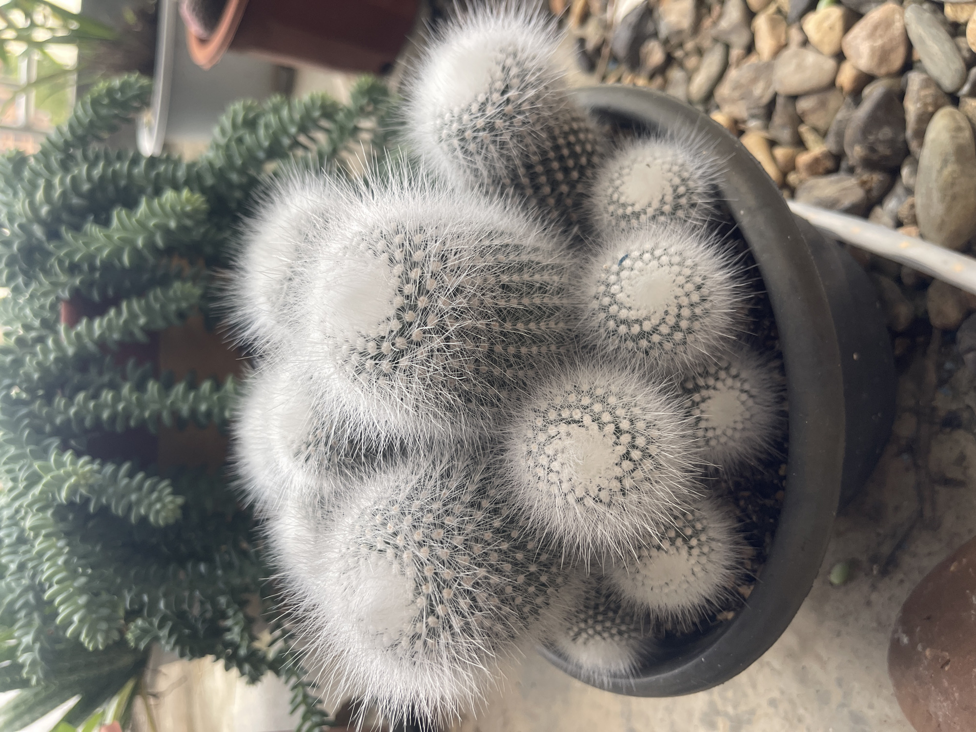 A close-up, eye-level shot shows a cluster of fuzzy, white cacti in a black plastic pot. The cacti are round and covered in dense, white, hair-like spines. Some of the cacti have small, lighter-colored tufts on their tops. The pot is filled with dark soil and small pebbles. In the background, there is a blurred view of a long, green, trailing succulent plant with ridged leaves, and the tops of other potted plants. The scene appears to be outdoors, possibly on a balcony or patio, with a concrete surface and various rocks visible on the ground around the pot.