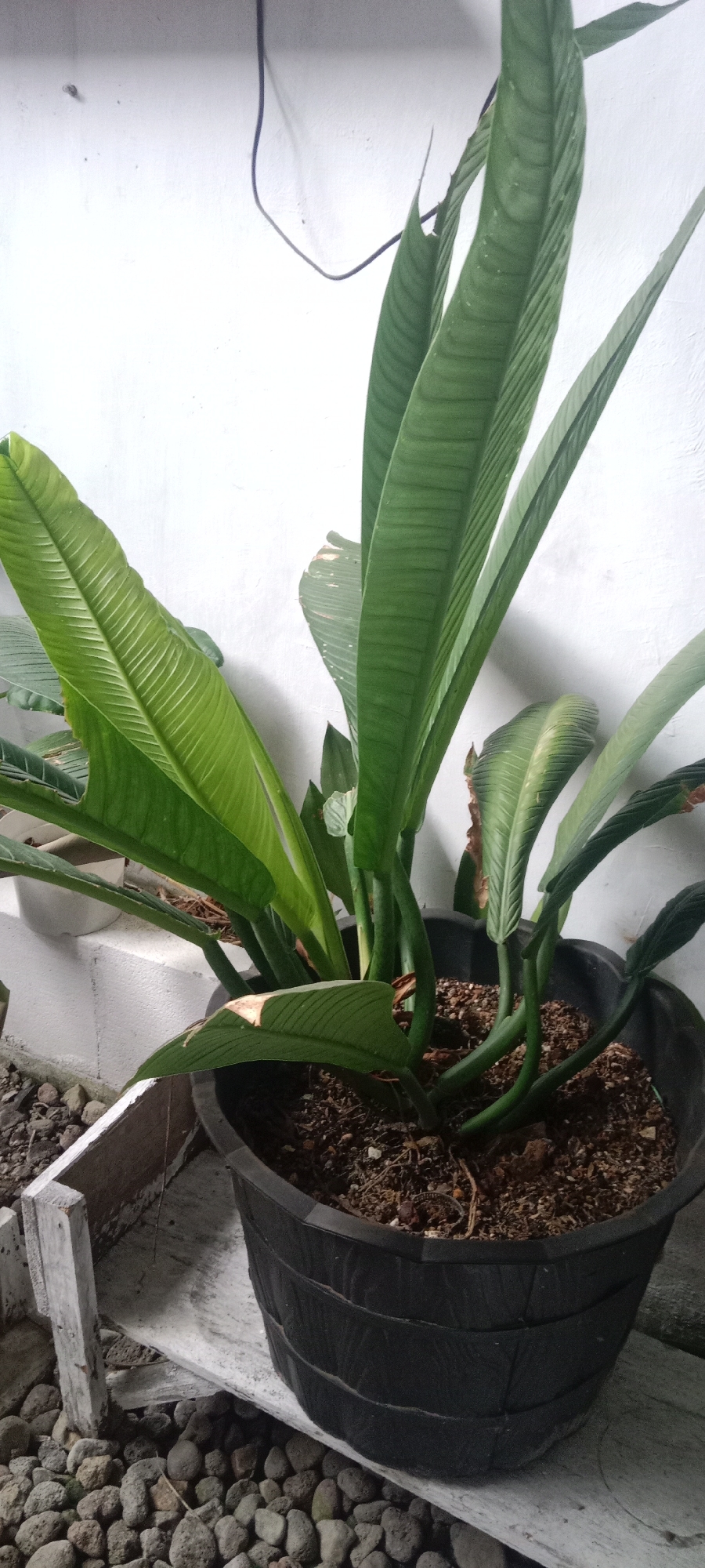 A potted plant with large, ribbed green leaves sits on a weathered wooden stand next to a white wall. The pot is black and plastic with horizontal banding. The ground around the stand is covered with small, gray, rounded stones. A black cable runs from the upper left of the frame down towards the plant. The background is a textured white wall, with a small, dark object attached to it near the top left. The scene appears to be outdoors, likely in a courtyard or garden area. The lighting suggests it is daytime. No people are visible in the image. The overall impression is a close-up view of a common houseplant in an urban or suburban setting.