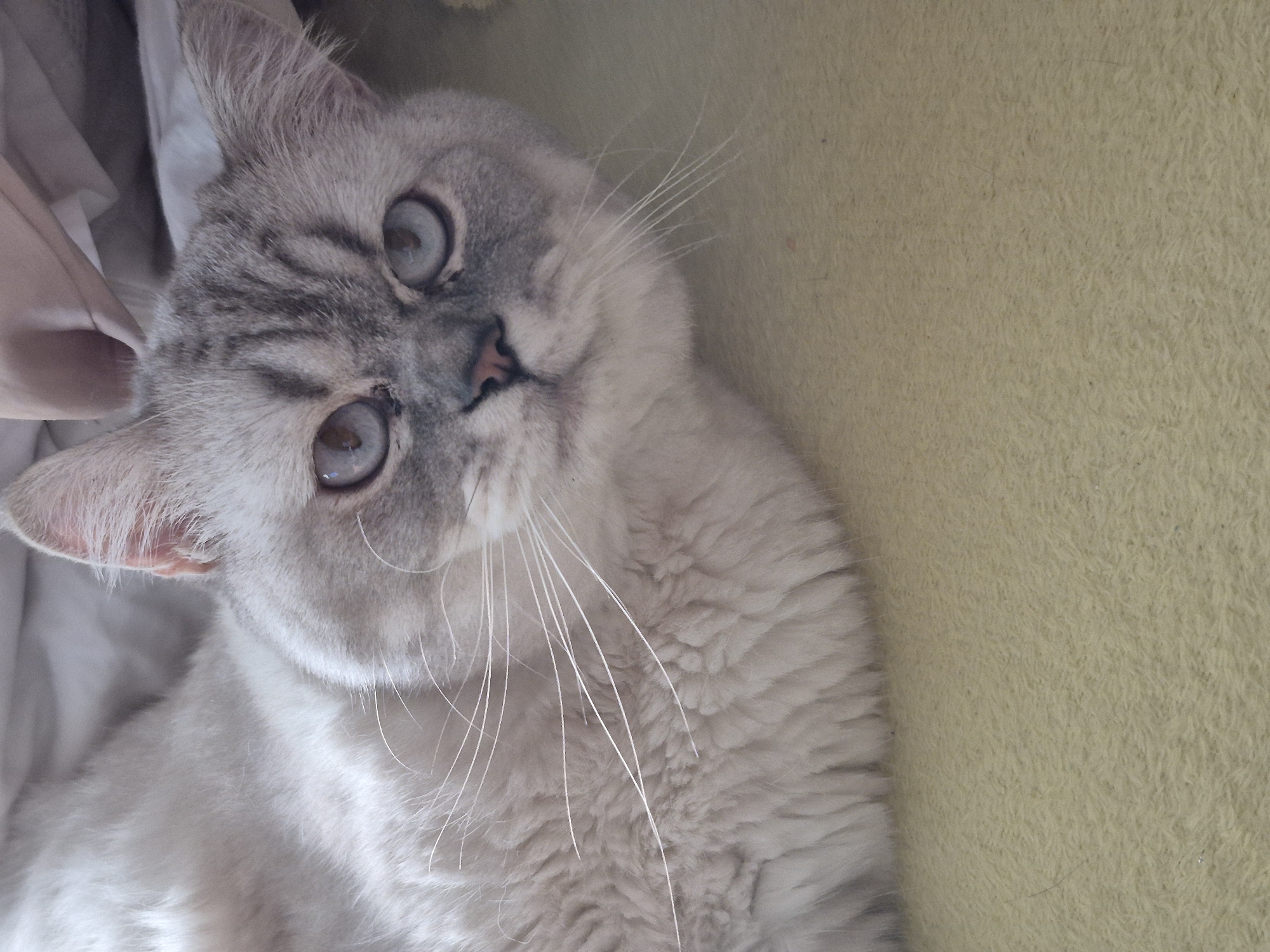 This is a close-up, eye-level shot of a light gray and white cat. The cat is lying down on a textured yellow surface, likely a blanket or carpet. The cat's head is turned slightly to the right, with its blue eyes looking towards the viewer. Its fur is fluffy and soft, with darker gray tabby markings on its forehead and around its eyes. The cat's whiskers are long and white. The background is blurred, but appears to be a white fabric, possibly bedding. There is no discernible location in Schwäbisch Gmünd, Germany.