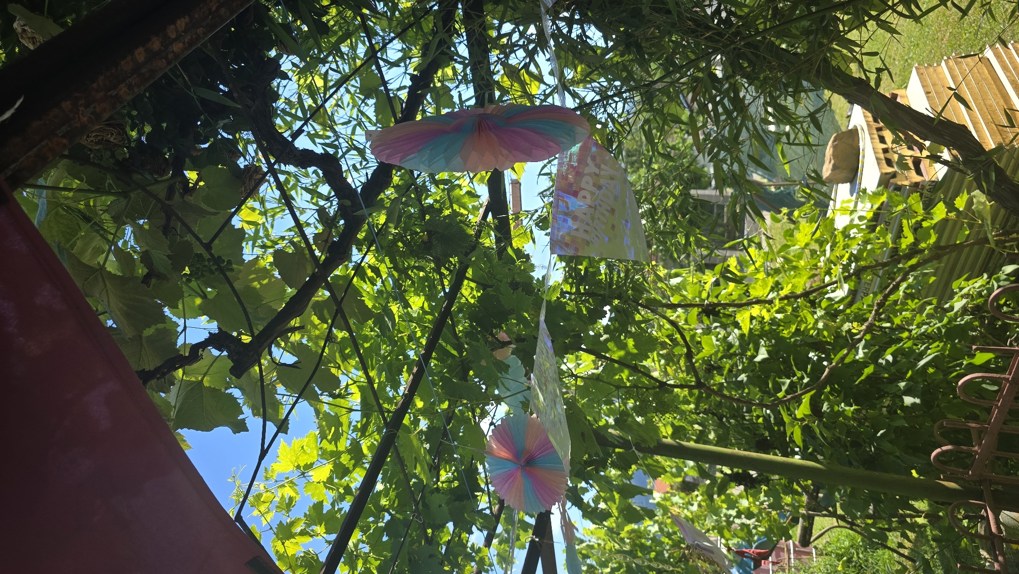 The image shows an outdoor scene, possibly a backyard or garden, decorated with colorful party decorations. A vine-covered trellis or arbor is prominent, with lush green leaves and branches hanging down. Suspended from the branches are two round, multi-colored paper fans, one pink, blue, and yellow, the other in similar pastel shades. A banner with "HAPPY BIRTHDAY" printed on it is also visible, partially obscured by leaves. In the background, there is greenery, a glimpse of blue sky, and some stacked materials, possibly building insulation or wood. The location is identified as Vlasatitsa, Bulgaria. There are no people visible in the frame. The overall impression is that of a festive outdoor gathering space.