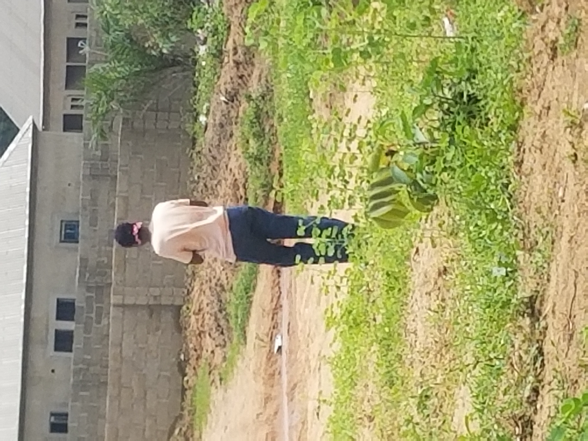 A person wearing a pink headscarf, light pink t-shirt, and dark blue pants stands in a field in Jalingo, Nigeria. The person is facing away from the camera. Behind the person, a cinder block wall encloses an area with buildings that have light-colored roofs and dark windows. The foreground consists of green vegetation and brown dirt. The background is dominated by the buildings and the wall.