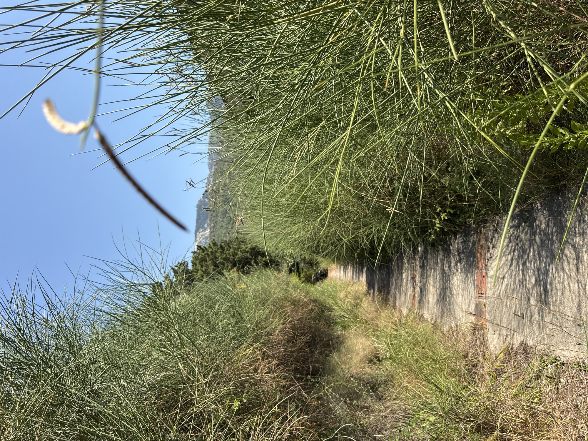 A narrow, paved pathway winds through dense green vegetation under a clear blue sky. The path is constructed of concrete slabs interspersed with red bricks. Lush, tall green plants with thin, reedy stems flank both sides of the pathway, creating a tunnel-like effect. In the distance, trees are visible, and beyond them, hills or mountains rise against the horizon. The lighting suggests it is daytime, likely late morning or early afternoon, with shadows cast by the plants on the path. The scene appears to be in a natural or semi-natural outdoor environment, possibly a park or a trail in a mountainous region. The specific location within Boreti, Montenegro, is a walking path surrounded by thick vegetation. There are no people or animals visible in the image.