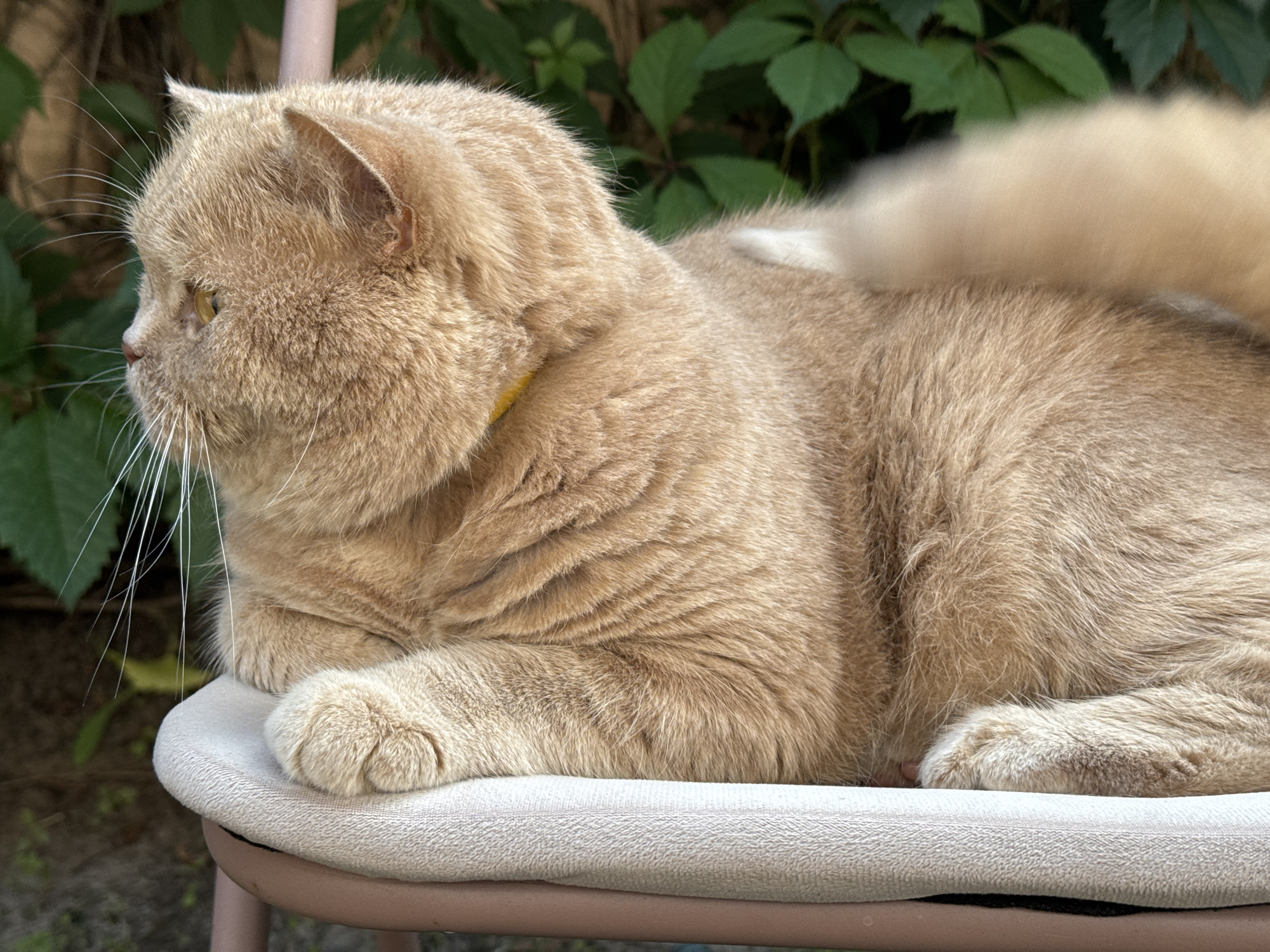 A side profile of a fluffy, light orange cat is captured as it rests on a cushioned seat. The cat faces left, with its head slightly lowered and its ears pointed upwards. Its eyes are visible and appear to be a yellowish-green. The cat's fur is thick and appears soft, with a subtle pattern of darker orange stripes along its back. A thin, yellow collar is visible around its neck. Its front paws are tucked underneath its body, with the right paw resting on the cushioned seat. The background consists of out-of-focus green foliage, suggesting an outdoor setting. The image is taken at an eye-level perspective.