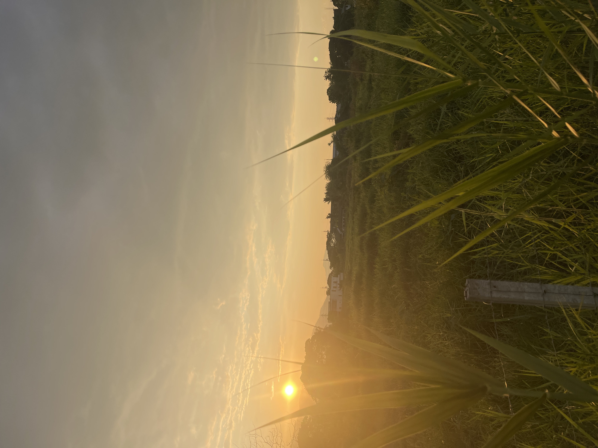 The image depicts a sunset over a field of tall grass in บ้านกาญจน์กนก 23, Thailand. The sun is low on the horizon, creating a golden glow across the sky and illuminating the grass in the foreground. A concrete fence post is visible among the grass in the lower right corner. In the distance, there are some houses and trees. The sky is partly cloudy, with a mix of grey and golden hues. The image appears to be taken from a low angle, emphasizing the height of the grass and the vastness of the sky.