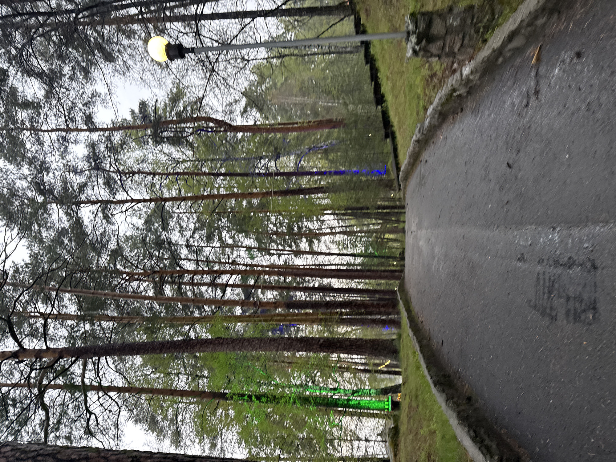 The image depicts a paved path lined with tall pine trees in Zolotoi Plyazh, Russia. A lamppost stands along the path's edge, illuminating the scene. Some trees are decorated with green and blue lights. The day appears overcast or rainy, as the path is wet.