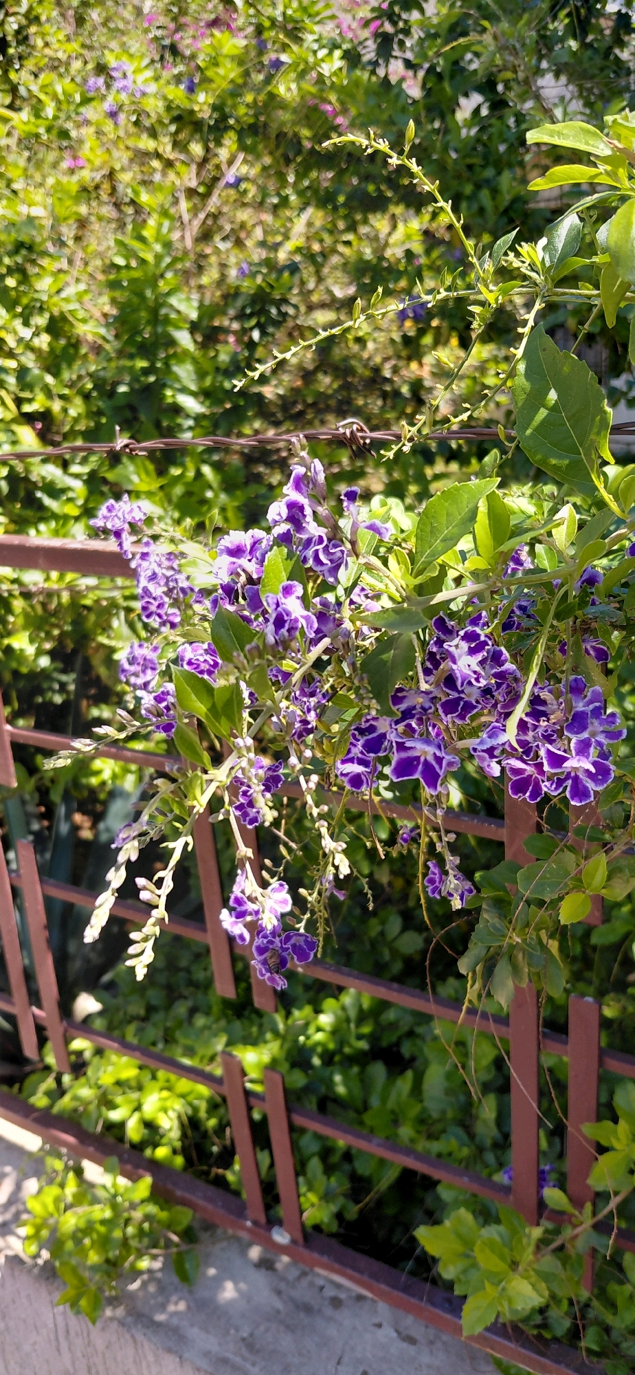 In Encarnacion, Paraguay, a close-up shot captures a cluster of vibrant purple and white flowers hanging over a rusty metal fence. The flowers, delicate and bell-shaped, are a focal point against a backdrop of lush green foliage. A single bee is visible, in focus, actively foraging amongst the blossoms. The fence, made of thin metal bars, is partially obscured by the plant and casts a shadow on the concrete below, suggesting an outdoor setting bathed in sunlight. The barbed wire strands running horizontally across the image indicate a boundary, possibly a garden or property line. The overall scene depicts a sunny day with thriving plant life in an urban environment.
