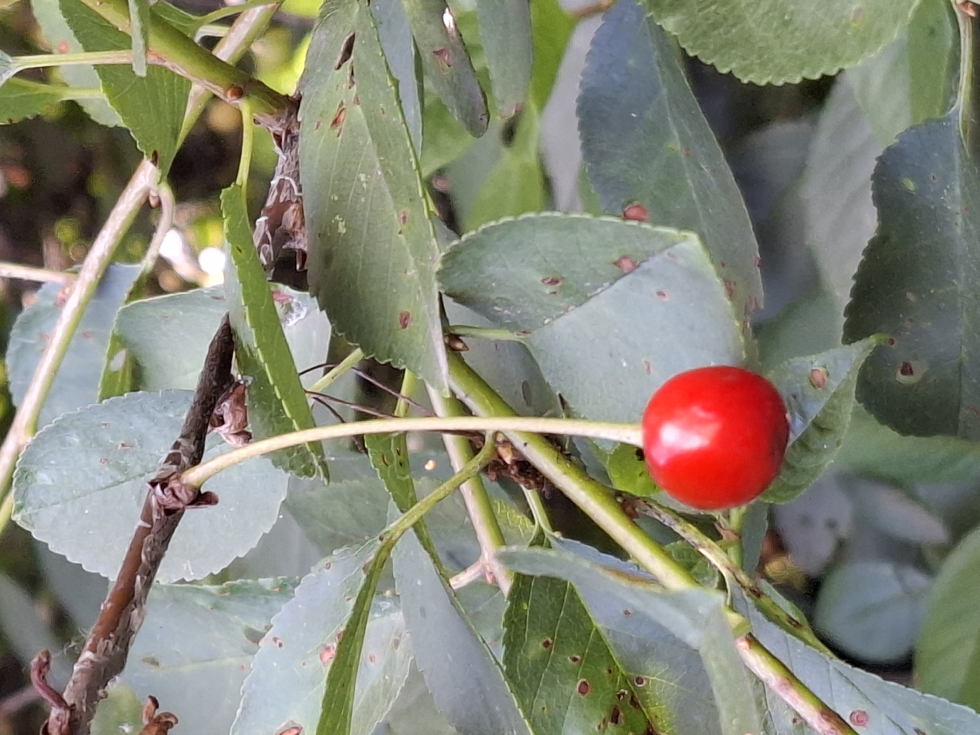 This is a close-up, eye-level shot of a single bright red cherry hanging from a branch amongst green leaves. The cherry is round and plump, with a shiny surface reflecting the light. The leaves are a muted green, some showing small brown spots, and have slightly serrated edges. The branch itself is thin and brown, with a rough texture, and appears to be part of a tree or bush. The background is softly blurred, suggesting a natural outdoor setting, possibly a garden or a wooded area. The lighting is natural, implying it's daytime, with a mix of sunlight and shadow. No people are visible, and there is no text in the image. The overall impression is one of natural beauty and the simple presence of fruit on a plant.