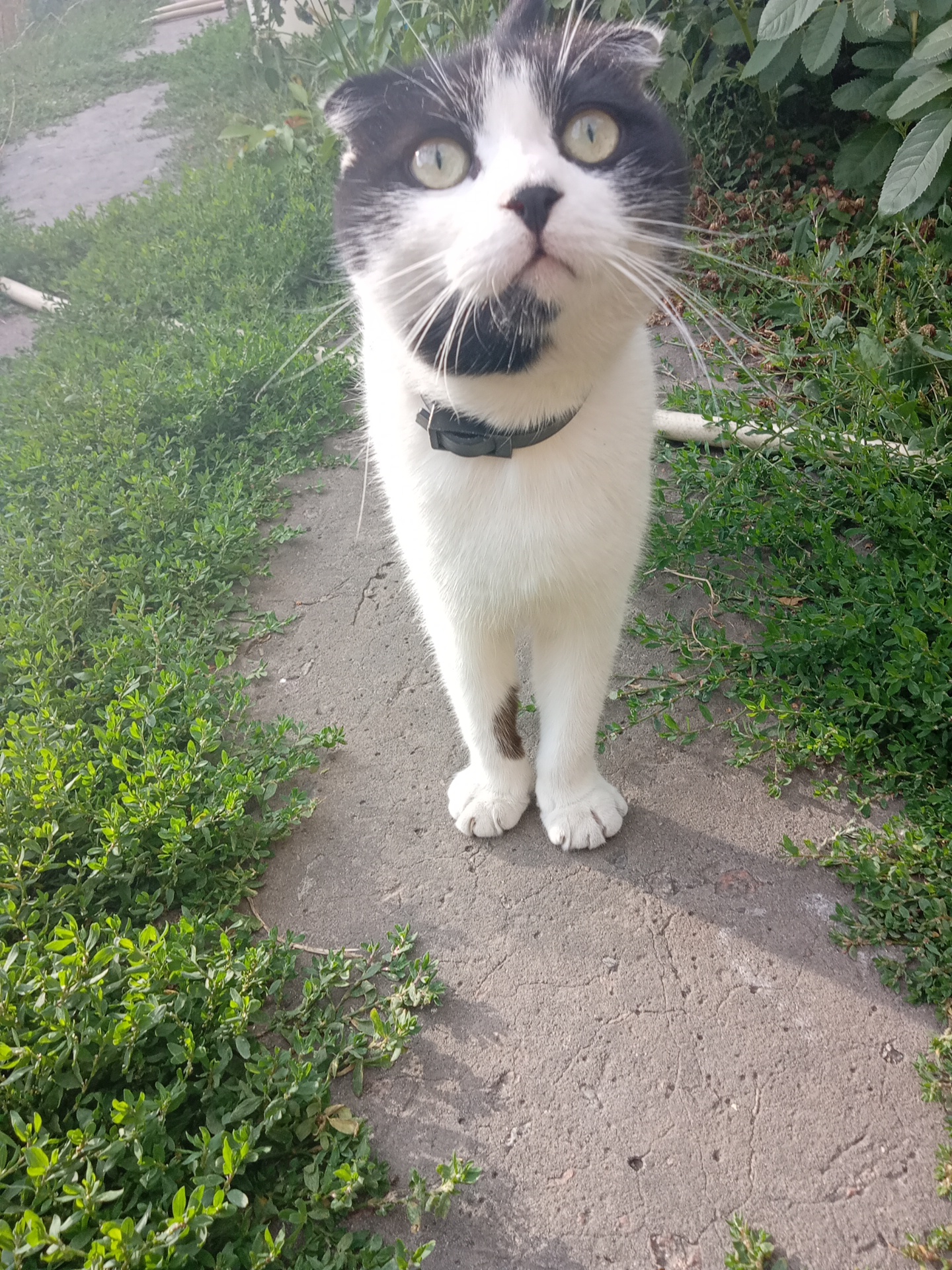 A medium shot photo shows a black and white cat standing on a cracked concrete path outdoors. The cat is facing the camera with its body angled slightly to its left. It has bright green eyes, a black collar, and a small brown spot on its front left leg. Lush green bushes flank both sides of the path. In the background, on the left, is another path covered in grey gravel, and on the right, there are more green plants and some indistinct brown leaves on the ground. The sunlight casts a shadow of the cat onto the concrete. The scene is set in Hermanivka, Ukraine.