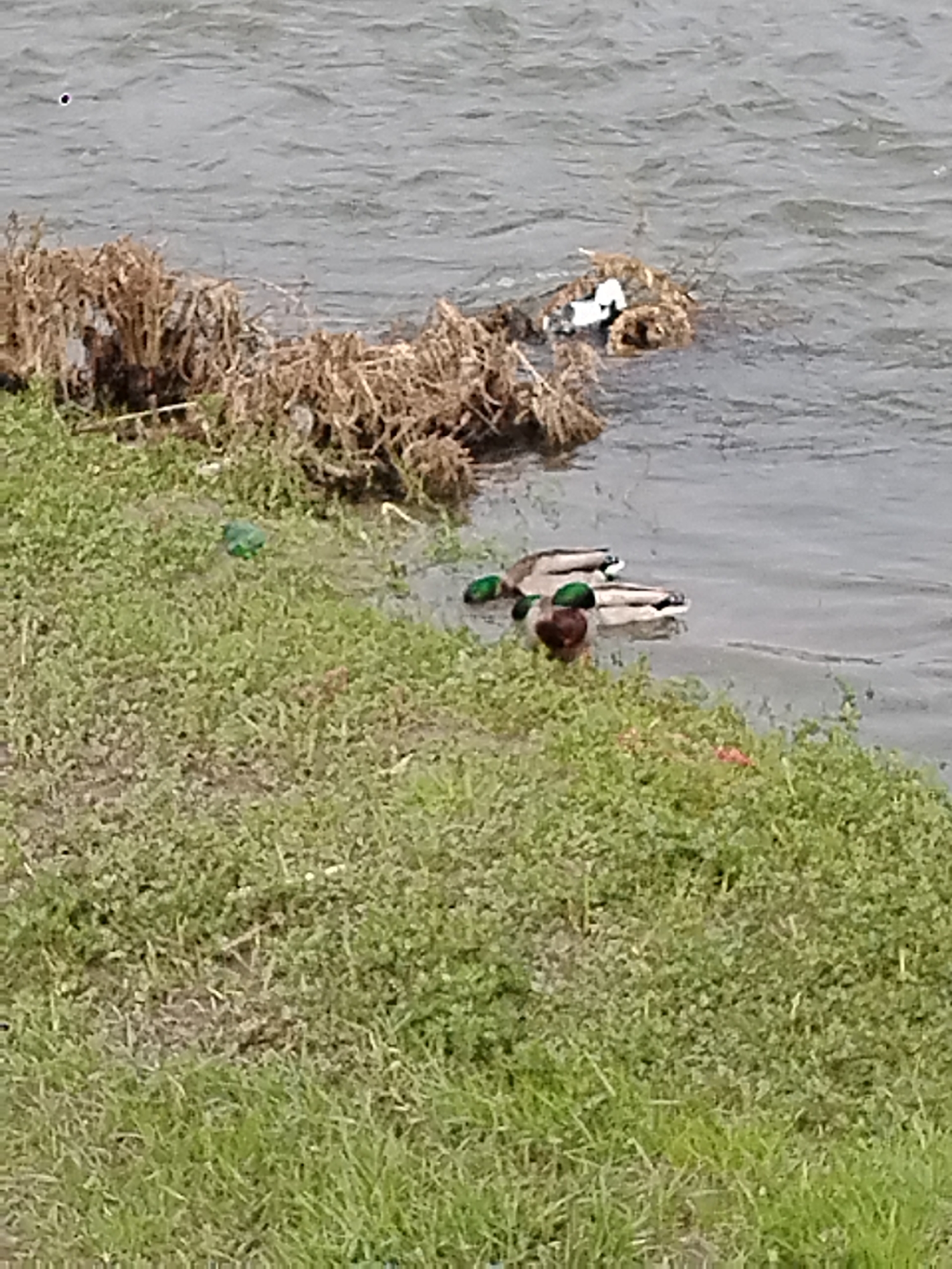 The image depicts a waterside scene. Three male Mallard ducks are swimming in the water near a grassy bank. Dry vegetation is on the bank and in the water. The water appears to be part of a river or lake. The location is likely in Plovdiv, Bulgaria.