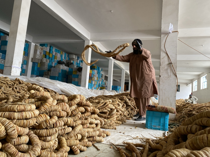 An indoor facility in Kandahar, Afghanistan, serves as a dried fruit processing or storage area. The scene is dominated by vast quantities of dried fruit, specifically long strings of ring-shaped pieces (likely figs or mulberries), piled extensively on the concrete floor, forming numerous mounds.
A bearded adult male, wearing a light brown shalwar kameez, a dark head covering, and black gloves, stands in the foreground, holding up a looped string of the dried fruit with both hands, appearing to inspect or arrange it. To his right, a light blue plastic crate sits on the floor with a folded fabric item on top.
In the far background, another male, dressed in light-colored traditional attire, is seated on the floor, seemingly engaged with additional piles of the dried fruit. The rear wall features a large, organized stack of various plastic crates in blue, white, and yellow hues, extending from floor to ceiling. The facility has white painted walls, a white ceiling, and multiple white support pillars. Natural light enters through windows visible in the distant right background. A transparent plastic sheet covers a portion of the dried fruit piles in the mid-ground.