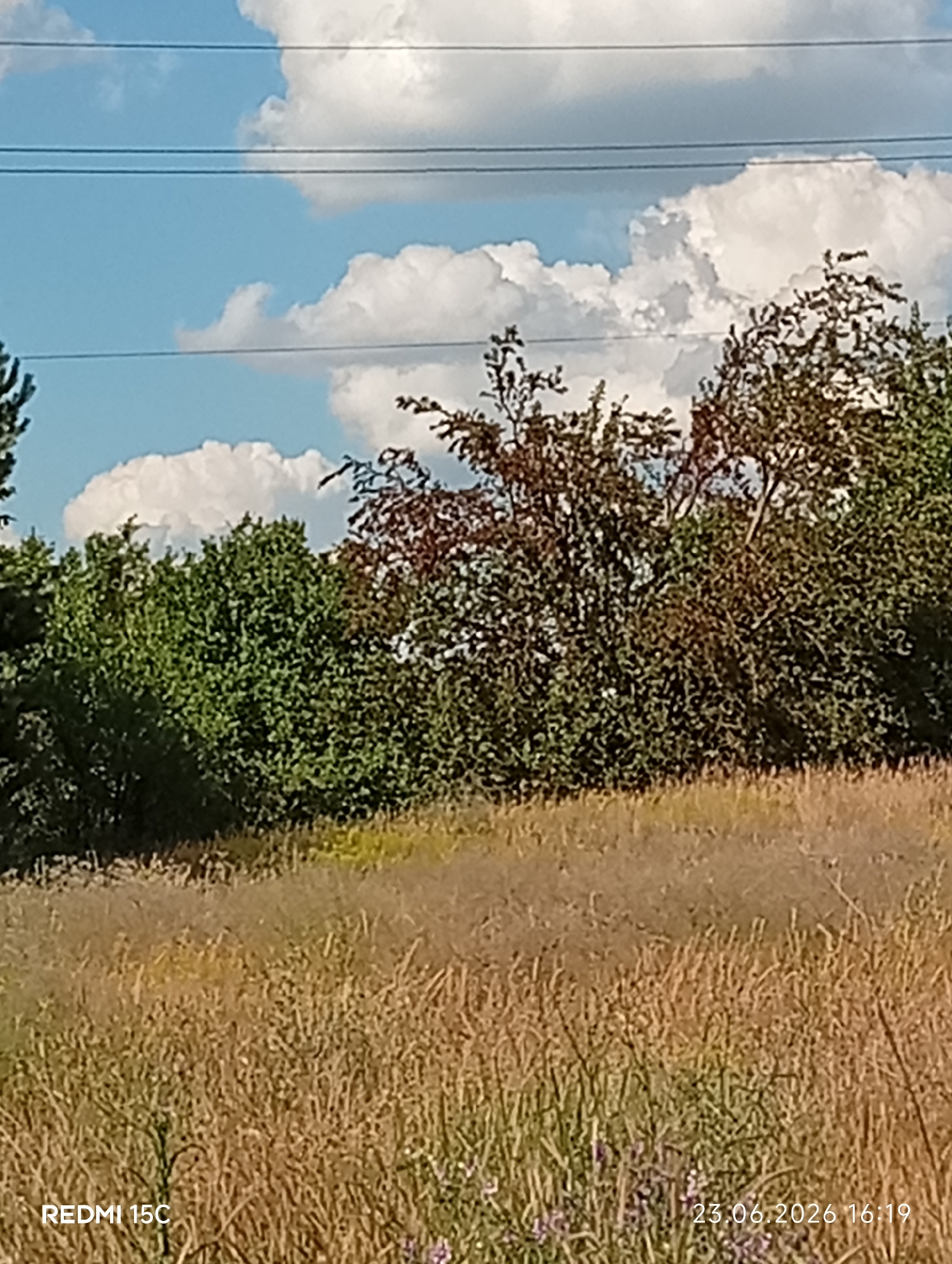 A wide shot captures a sunlit, dry grassy field in the foreground, with trees and a bright blue sky dotted with white clouds in the background. Power lines stretch across the top of the frame, with two visible strings. The trees in the background display a variety of foliage colors, ranging from deep green to reddish-brown. The scene is bathed in natural light, suggesting a daytime setting, possibly late afternoon given the shadows. The dry grass and clear sky point towards fair weather. The image includes two text overlays: "REDMI 15C" in the bottom left corner and "23.06.2026 16:19" in the bottom right corner. The location is identified as Mykolaivka, Ukraine. No people or specific objects are distinctly visible, and no particular activity or event is depicted, presenting a natural, scenic view.