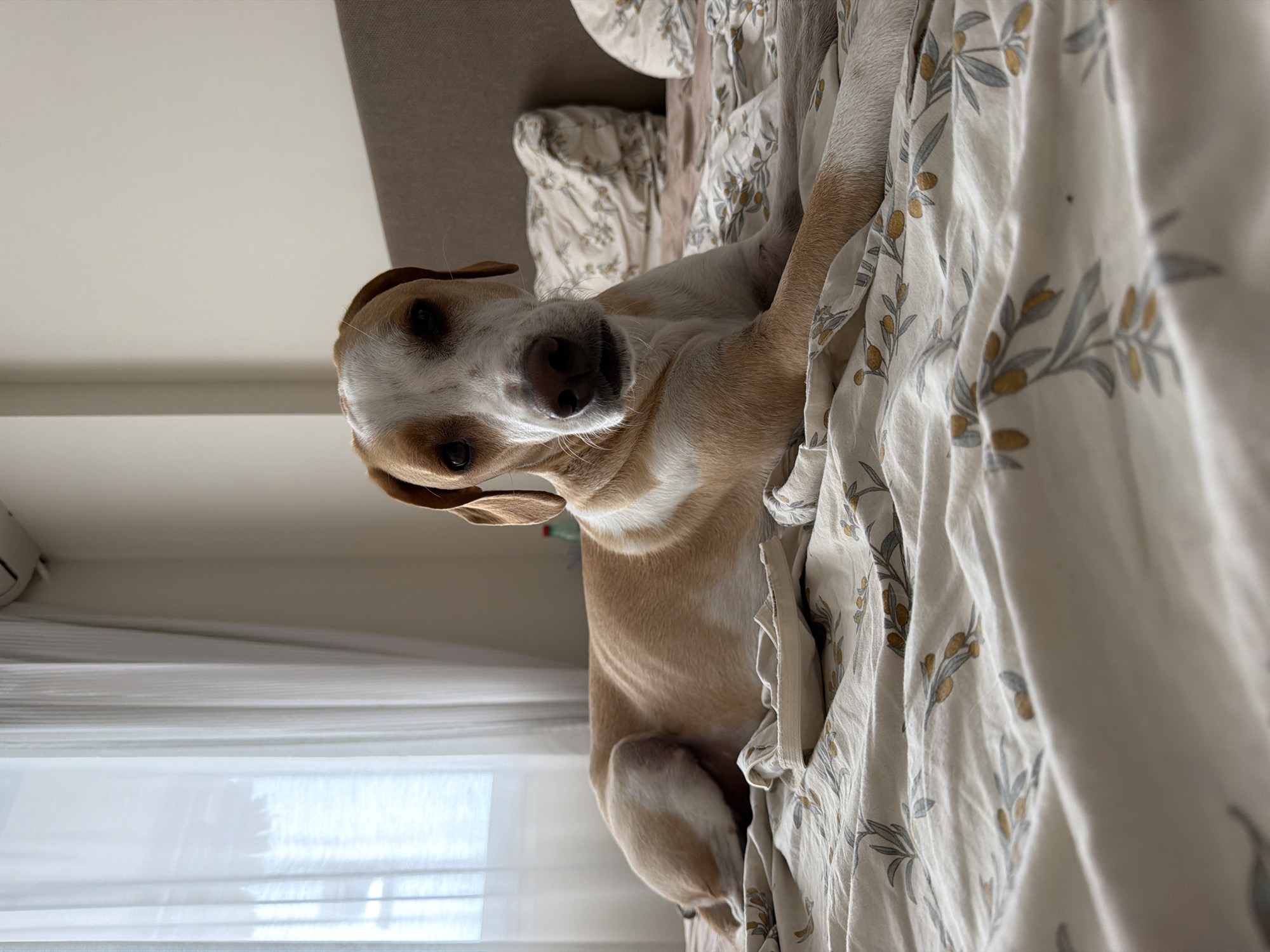 A medium-sized dog with a light tan body and a white face with tan ears is lying on a bed. The bed has patterned white and beige sheets. A window with white sheer curtains is visible in the background. The room appears to be indoors. There is no information to connect the image to Budva, Montenegro.