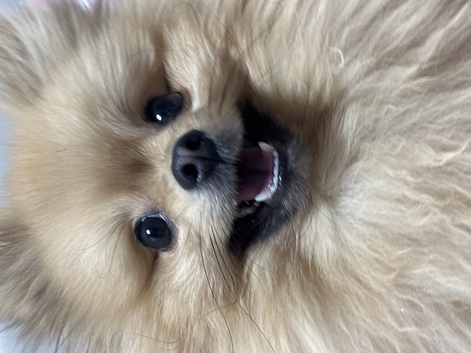 A close-up image of a Pomeranian dog. The dog is positioned upside down, and its face fills the frame. The dog's features are prominent, including its black nose, dark eyes, and open mouth revealing teeth. The fur is a light tan color. The background is out of focus. There is no indication of Votkinsk, Russia.