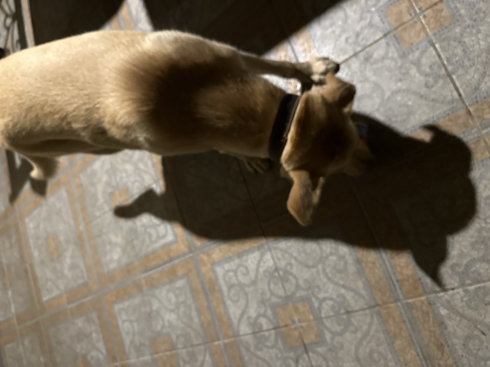 A light brown dog with floppy ears and a dark collar is standing on a tiled floor, with its head down. The dog is casting a long shadow on the patterned tiles. The scene appears to be outdoors, possibly on a patio or walkway, given the tiling and lighting conditions. The image does not provide any specific information to determine its location in Sochi, Russia.