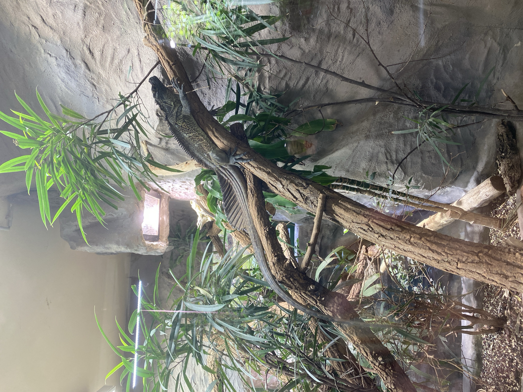 The image shows a reptile enclosure, likely at the Zoo Neuwied in Germany, featuring a dark-scaled lizard perched on a thick, rough-barked branch. The lizard is positioned diagonally across the branch, facing to the right with its head slightly raised. Its body is long and segmented, with visible scales and a spiky dorsal crest. Its tail extends downwards and to the left, parallel to the branch.
Surrounding the lizard is a dense, green environment with lush, long, pointed leaves from various plants. Some of these plants are growing from the substrate, while others appear to be part of the enclosure's constructed background. The background itself is a textured, grey rock formation, with some lighter patches that might indicate artificial lighting or a different material. A bright light fixture is visible in the upper background, casting light onto the rock face. The enclosure floor is covered with small, dark pebbles and some brown organic matter. The overall impression is one of a carefully curated habitat designed to mimic a natural environment for the reptile.