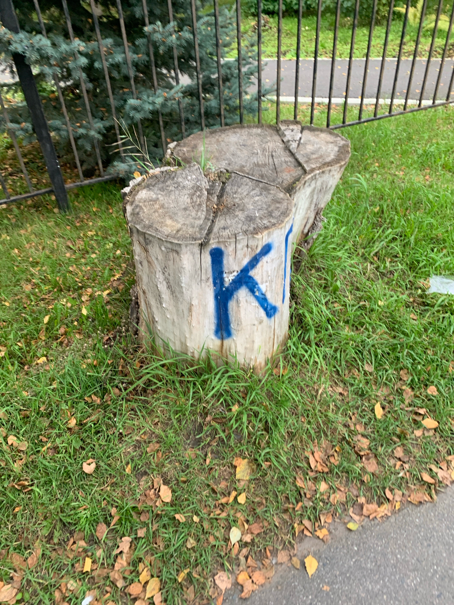 A close-up, eye-level shot captures a weathered tree stump transformed into a makeshift bench, positioned on a patch of grass next to a black metal fence. The stump, composed of two fused sections, is marked with a large, bright blue letter "K". Surrounding the stump, the grass is a vibrant green, interspersed with fallen autumn leaves in shades of brown and yellow. The fence, a recurring element in the scene, creates a blurred backdrop, hinting at a paved path or road beyond. The overall ambiance is one of outdoor neglect and urban decay, suggesting a common area in a city park or residential neighborhood. The presence of the letter "K" on the stump implies a deliberate marking or graffiti, adding a touch of human intervention to the natural landscape.