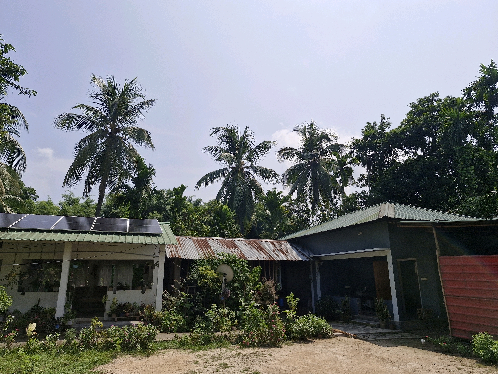 The image depicts a modest, single-story building with a green, corrugated metal roof, situated in a rural or semi-rural setting in Ram Nagar, India. The building appears to be composed of at least two adjoining sections. The left section has a white facade and features a covered porch with several windows, behind which plants are visible. Three dark solar panels are mounted on the roof of this section. Adjacent to it, a section with a rusted, corrugated metal roof and a covered area is visible, densely overgrown with vegetation. To the right, a darker-colored section of the building is present, featuring an open carport or veranda with a door leading into the structure. A tall, red corrugated metal fence or wall is situated on the far right of the frame. The environment is characterized by lush greenery, with numerous palm trees and dense foliage surrounding the building. The ground in front of the structure is a dirt or gravel path. The sky is clear and light blue with a few wispy clouds. No people are present in the scene.