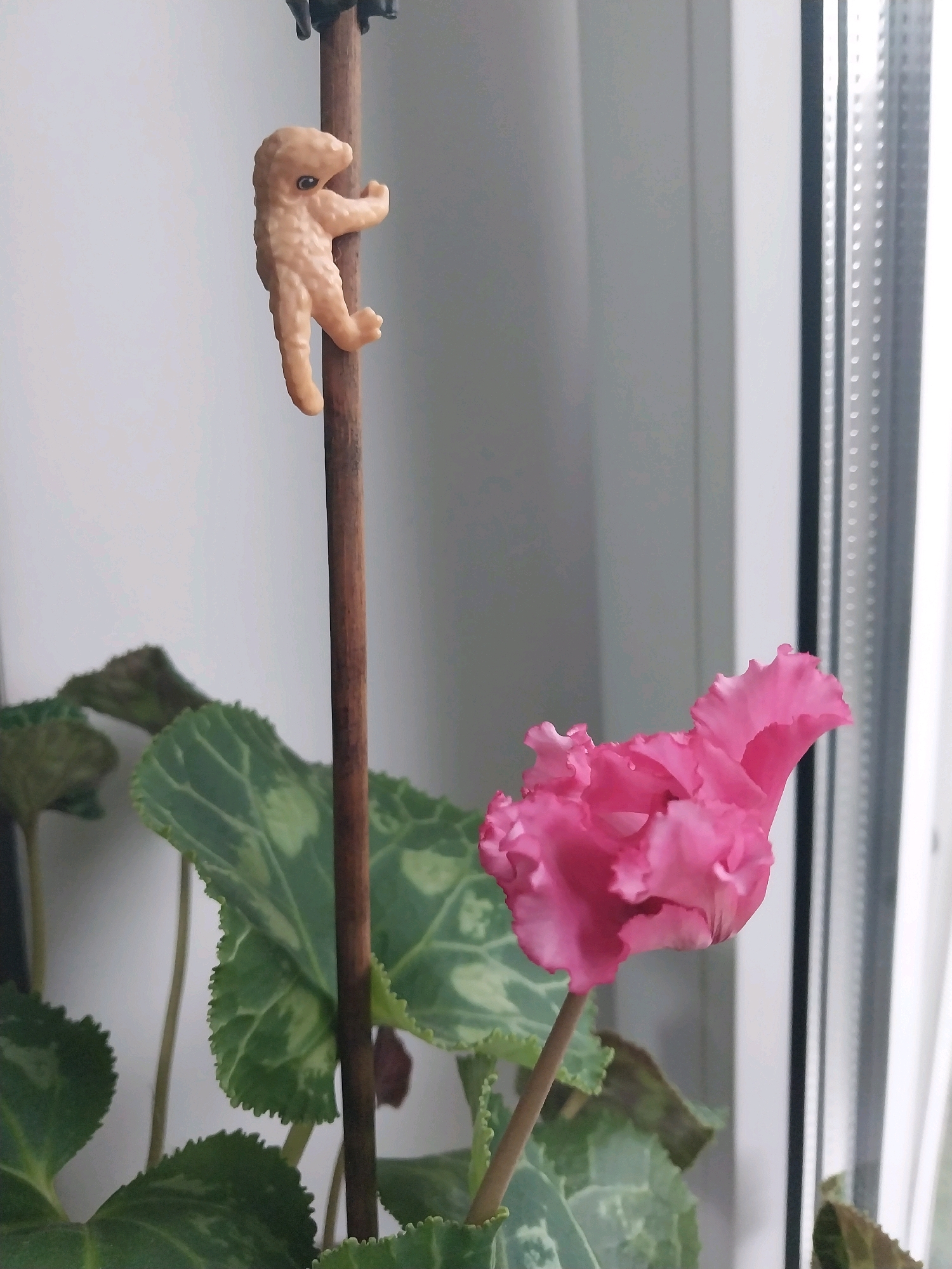 A small, tan, plastic figurine of a creature resembling an alien or a stylized baby is clinging to a vertical wooden stake in front of a cyclamen plant. The figurine is positioned on the left side of the stake, with its arms and legs wrapped around it. The creature has a bulbous head with two small black eyes and a slightly textured body. Below the figurine, the plant has large, heart-shaped leaves with variegated green and silver patterns. A single pink cyclamen flower with ruffled petals is in bloom on the right side of the image, extending from the plant. The background is a plain, light-colored wall, with a window frame visible on the far right. The scene appears to be indoors, possibly on a windowsill.