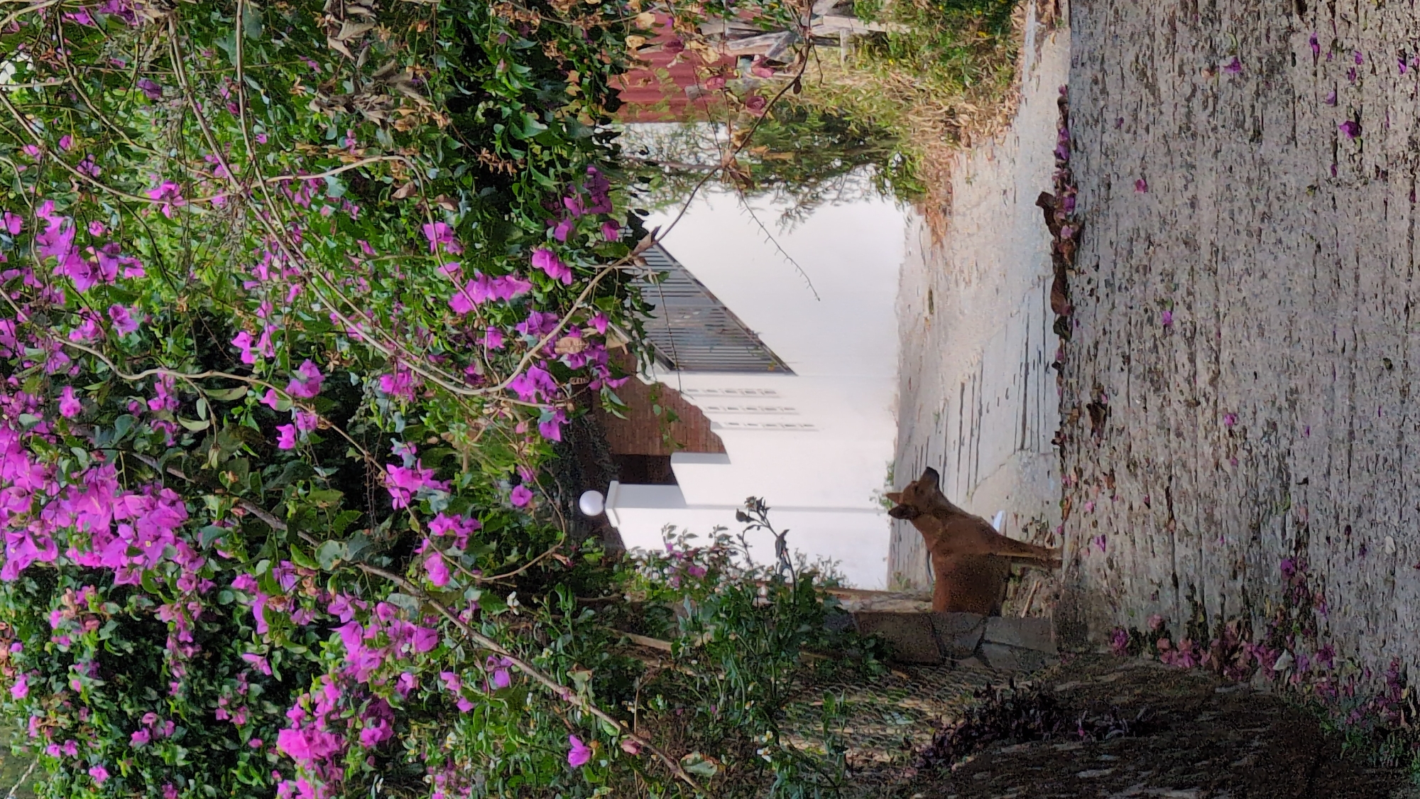 In Da Lat, Vietnam, a brown dog sits on a ledge next to a weathered stone wall. The wall, adorned with scattered purple flowers, stretches along a path that leads toward a white building. A vibrant bush of purple bougainvillea is juxtaposed with the wall and building. The scene is bathed in sunlight.