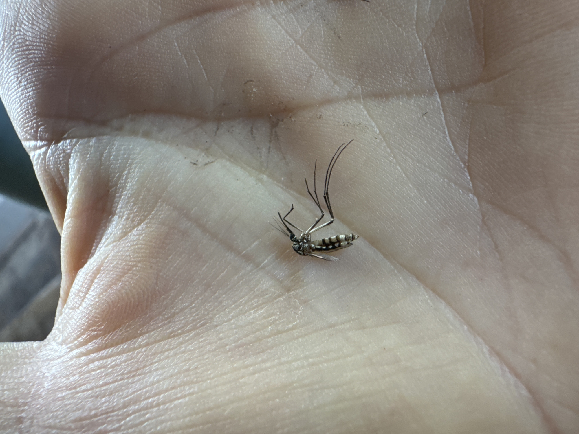 A close-up photograph shows a dead mosquito resting in the palm of a person's hand. The mosquito is lying on its back, its legs and wings extended. The mosquito has a black and white striped abdomen. The skin of the palm appears light pink. The background is out of focus, showing indistinct surfaces. The location is unknown and cannot be determined from the image. Therefore, the city of Kediri, Indonesia, cannot be confirmed.
