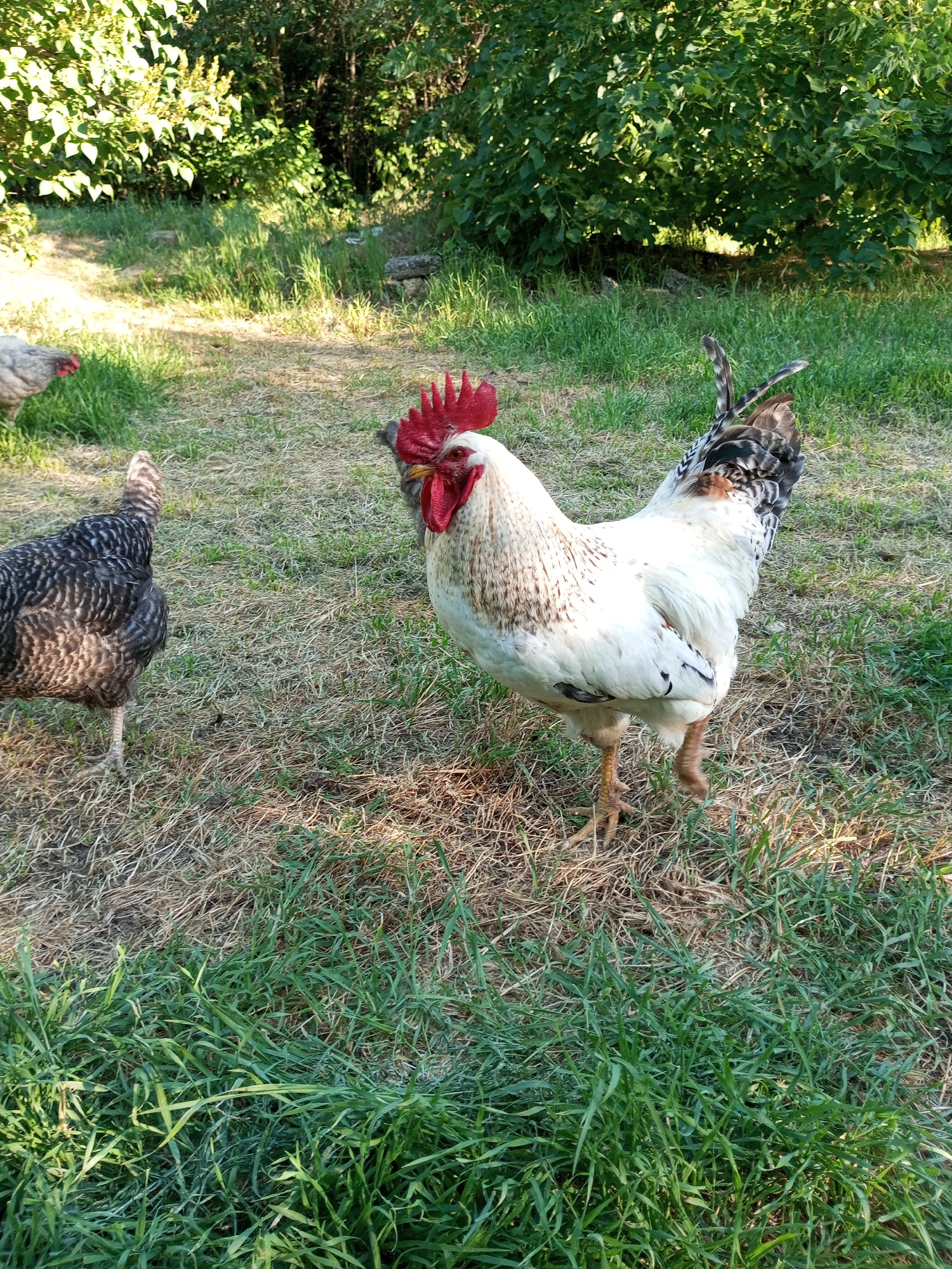 A white rooster with a red comb stands on dry grass in the foreground. To its left, a speckled hen is partially visible, facing away from the camera. In the background, dense green foliage forms a natural backdrop, with a hint of dry, grassy ground visible between the plants. The scene appears to be an outdoor environment, likely a yard or farmyard. The location is specified as Ароматновское сельское поселение, Ukraine.