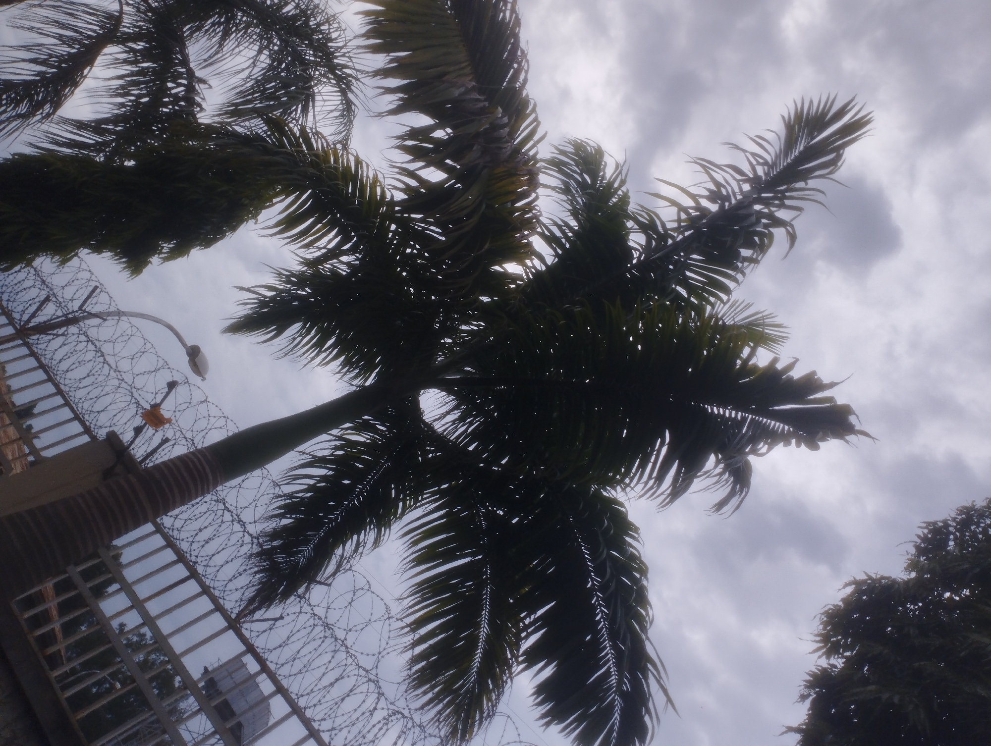 An upward-facing shot shows palm tree fronds silhouetted against a cloudy sky. A barbed wire fence is visible to the left of the frame, with a pole and what appears to be a light fixture. The overall scene suggests an outdoor environment, possibly within a secured area, in Jos, Nigeria.