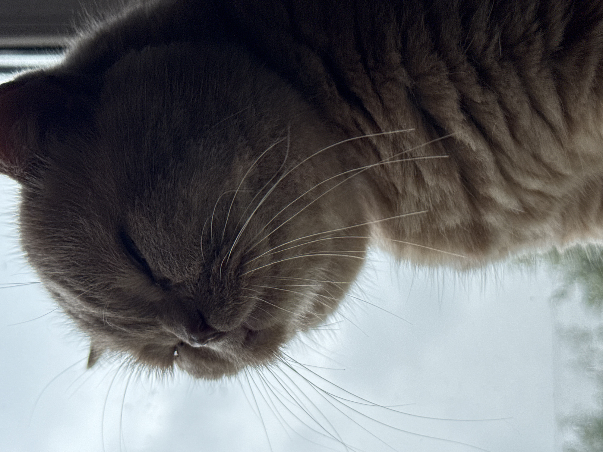 An extreme close-up shows the side of a fluffy, light brown cat's face against a bright, overcast sky. The cat's eyes are mostly closed, and its head is tilted slightly upwards. Long, white whiskers fan out from its muzzle. The fur on its head and body appears soft and plush. The background is a soft, blurred wash of light blue and gray, suggesting an outdoor environment, possibly a window. The image is lit from the side, casting a shadow across the cat's face and highlighting its features.
