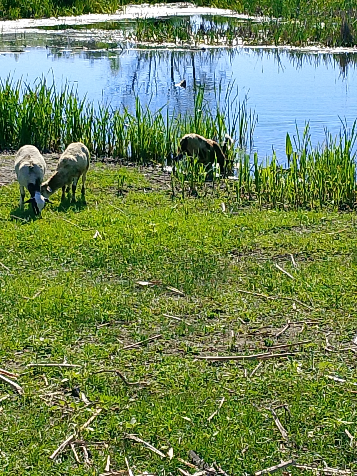 In a grassy area by the water, three sheep are grazing near the reeds. Two sheep are in the foreground, facing left and right respectively, with one of them appearing to be sniffing the ground. The third sheep is further back, partially submerged in the water and reaching its head into the reeds. The water is calm and reflects the blue sky and the surrounding vegetation. The ground is covered in lush green grass with some dry debris scattered around.