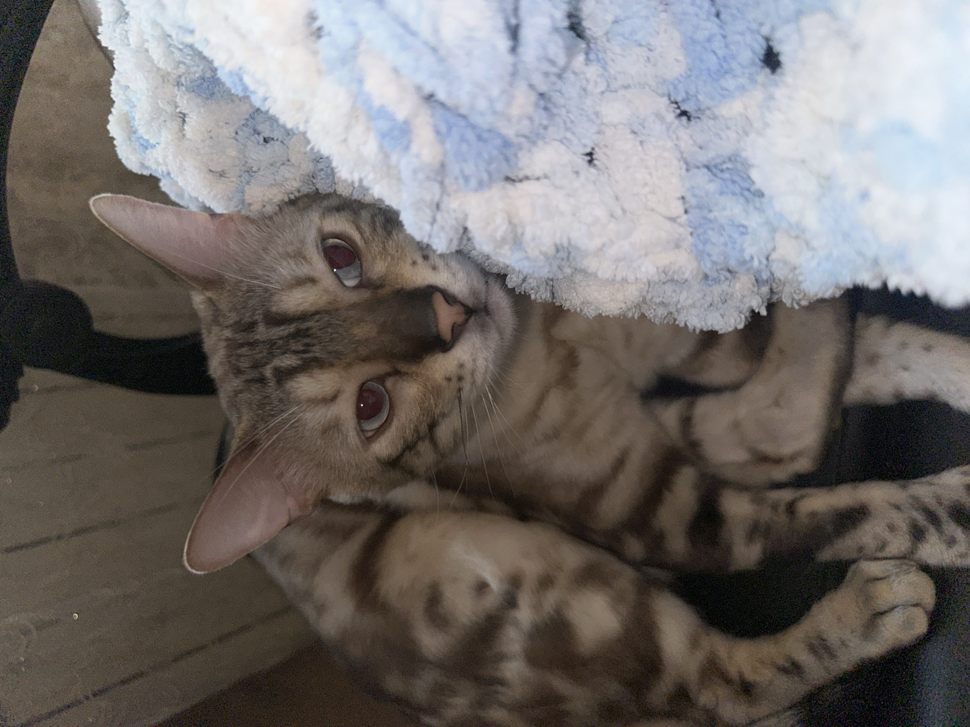 An indoor, close-up, eye-level shot shows a Bengal cat peeking out from behind a fluffy, light blue and white blanket. The cat's fur is a tan and brown spotted pattern, and its eyes are a reddish-brown color. The cat is lying down, with its body mostly hidden by the blanket and another blurred, spotted object, likely another cat, to its left. The background is dark and indistinct, suggesting an indoor setting. The image does not contain any information that can be used to determine its location in Energetik, Russia.