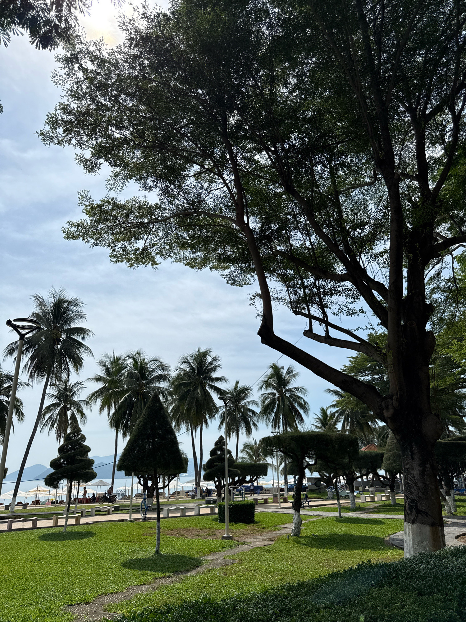 This is a vertical, eye-level shot of a park in Nha Trang, Vietnam, likely near the beach. In the foreground, a lush green lawn is bordered by a grey, pebbled pathway. Several trees are visible, including a large, mature tree dominating the right side of the frame, its branches reaching towards the sky. Other trees, some with unique topiary shapes, are scattered throughout the park. In the mid-ground, a paved area with white benches runs parallel to the pathway. Beyond this, a line of palm trees and other tropical foliage separates the park from a beach scene. White beach umbrellas are dotted along the sand, and the ocean and distant hills are visible. The sky is a pale blue with scattered white clouds. The overall impression is one of a well-maintained public park in a tropical coastal city.