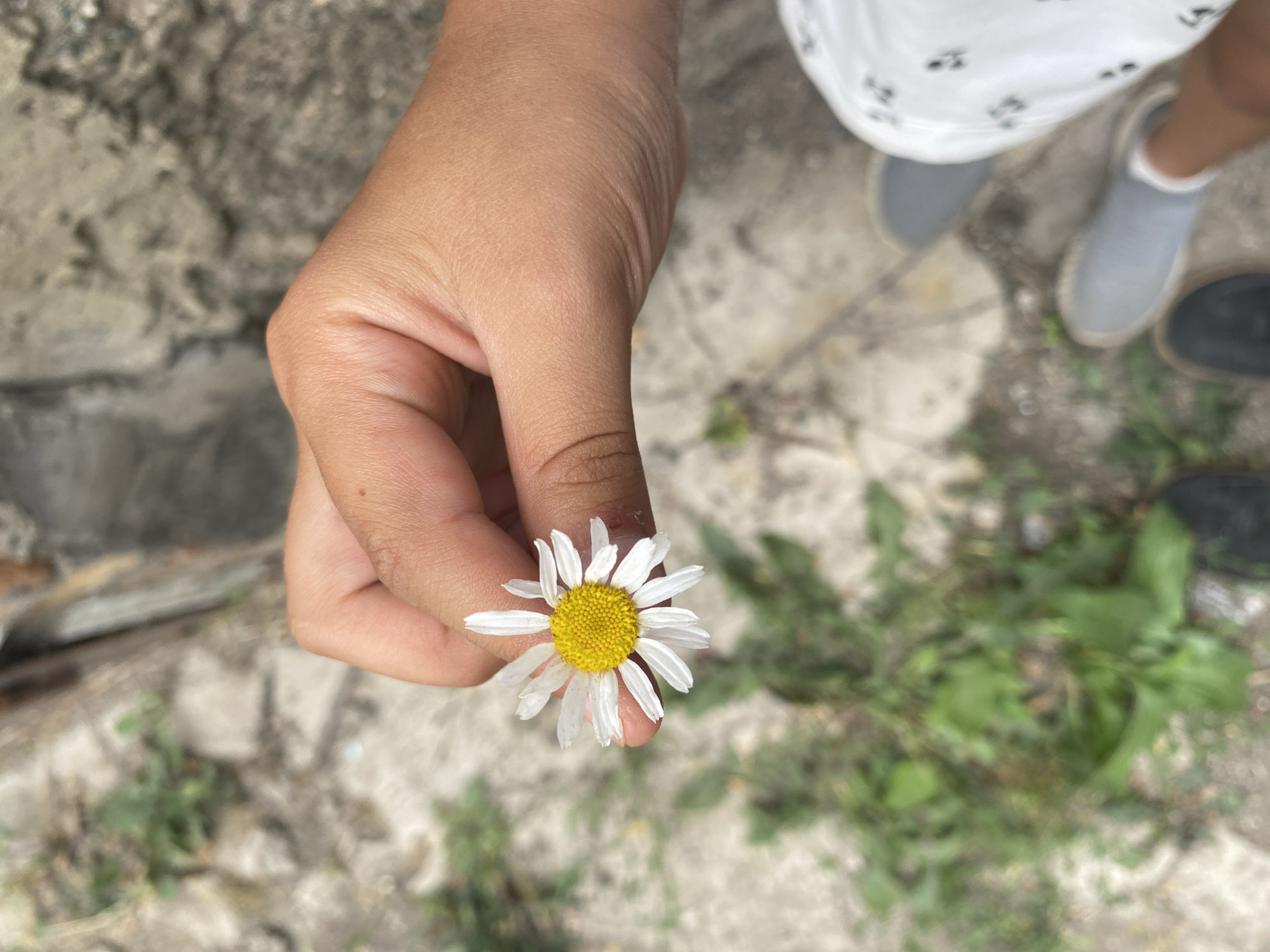 A close-up shot shows a person's hand holding a single white daisy with a yellow center. The background is blurred, but appears to be an outdoor setting with concrete and some green foliage. The person is wearing white shorts with a black pattern and grey slip-on shoes. The overall impression is a casual, outdoor moment.
