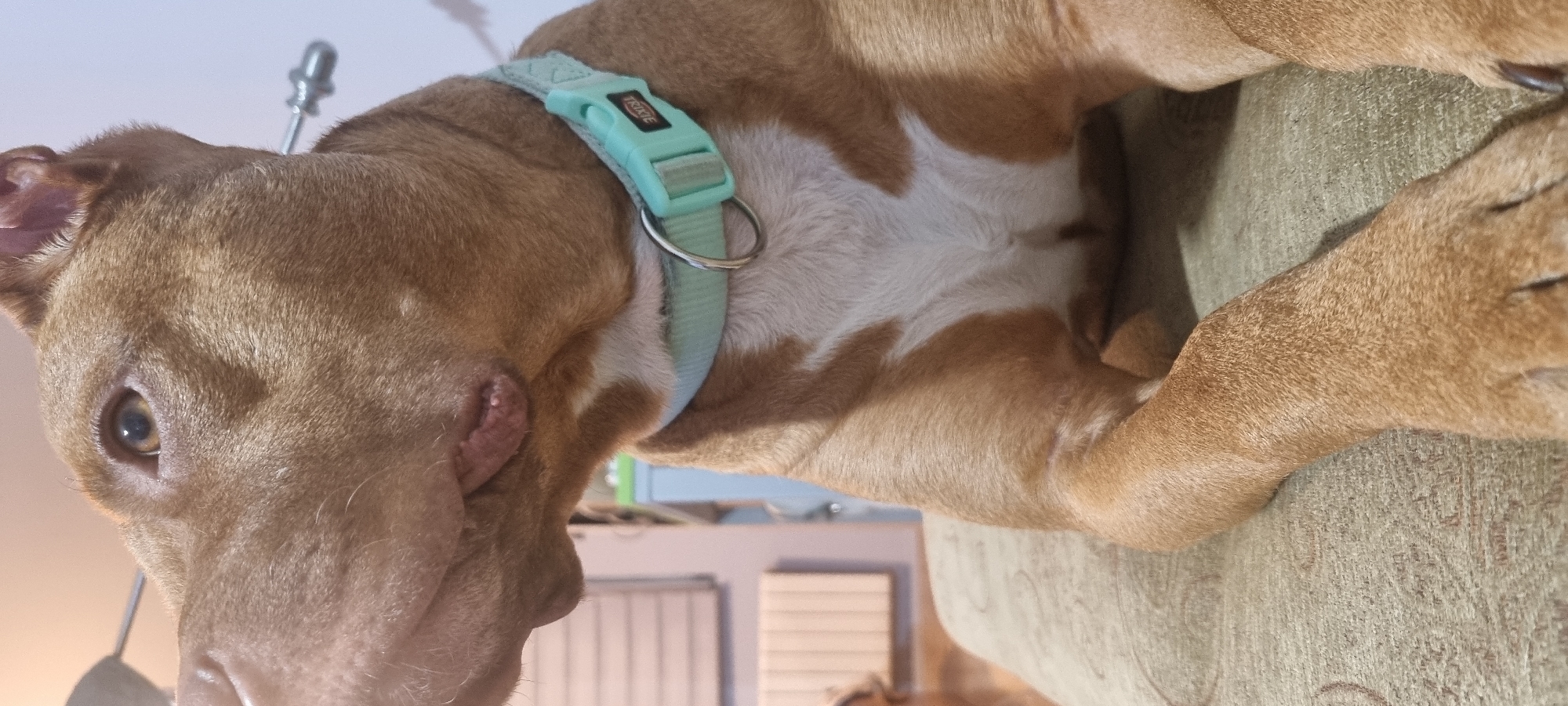 A medium shot captures a light brown and white dog wearing a light blue collar. The dog is positioned close to the camera, with its head tilted downwards. The background is blurred, but appears to show an interior with beige walls and furniture. The image has been rotated, positioning the dog at an unusual angle. This picture contains no information that can possibly tie it to the city of Sofia, Bulgaria.