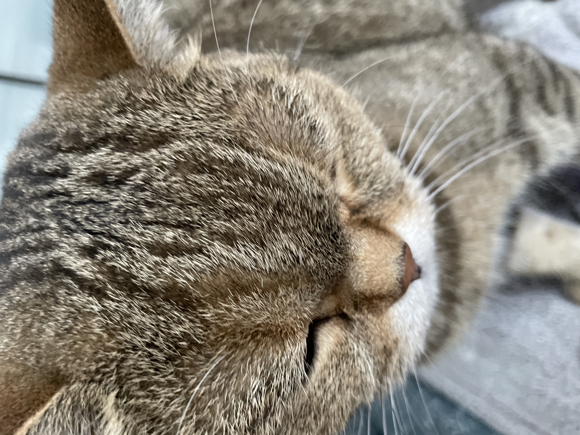 The image is a close-up, eye-level shot of a tabby cat's face. The cat's fur is a mix of brown, gray, and black stripes. Its eyes are partially closed, and its nose is a light brown color. The cat is lying down, and its whiskers are visible. The background is blurred and appears to be a light blue and gray surface. There is no identifiable location in Saint Petersburg, Russia, or any people present in the image.